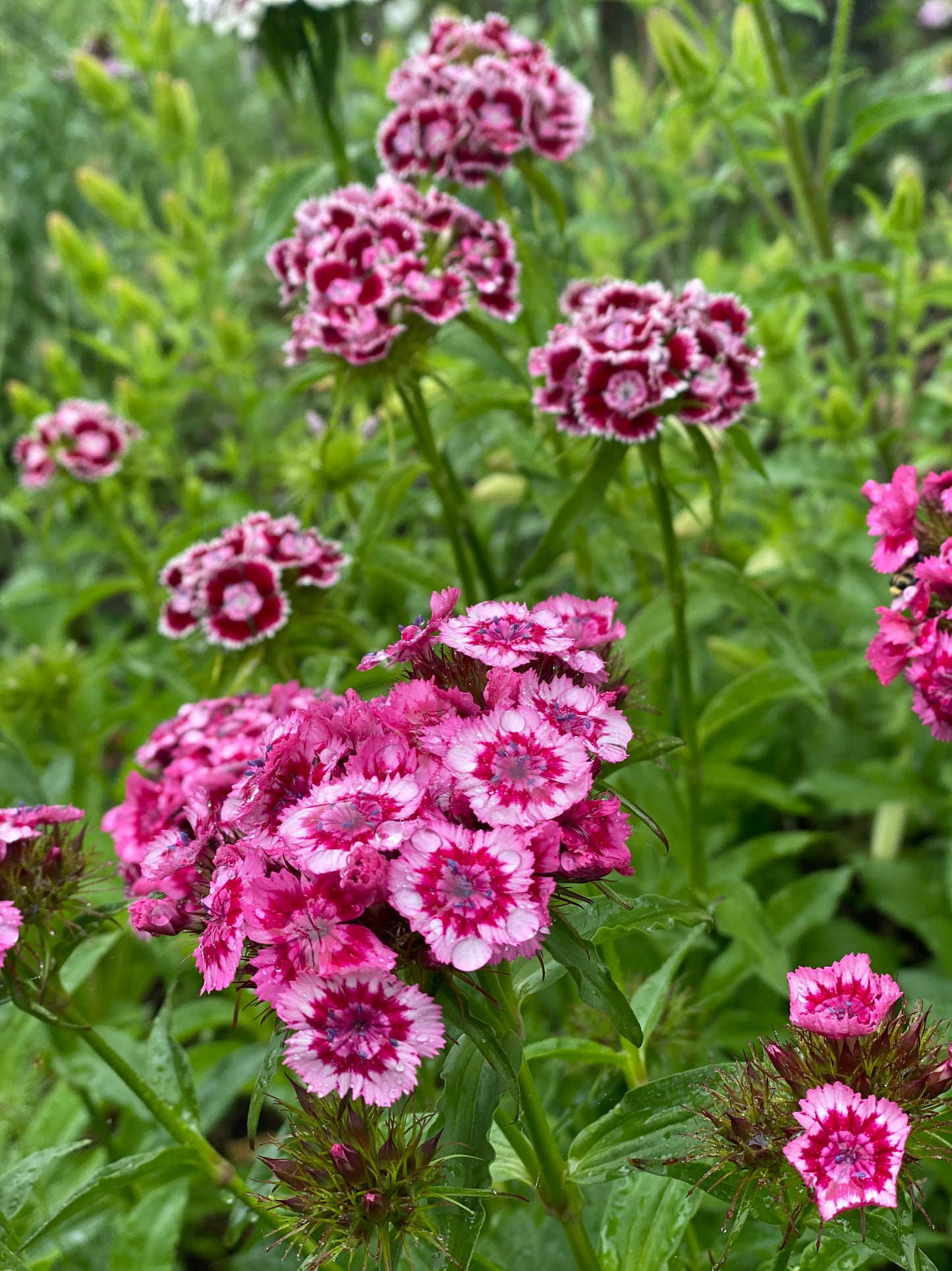 Dianthus Barbatus - œillet de poète  *Mélange Super Duplex*