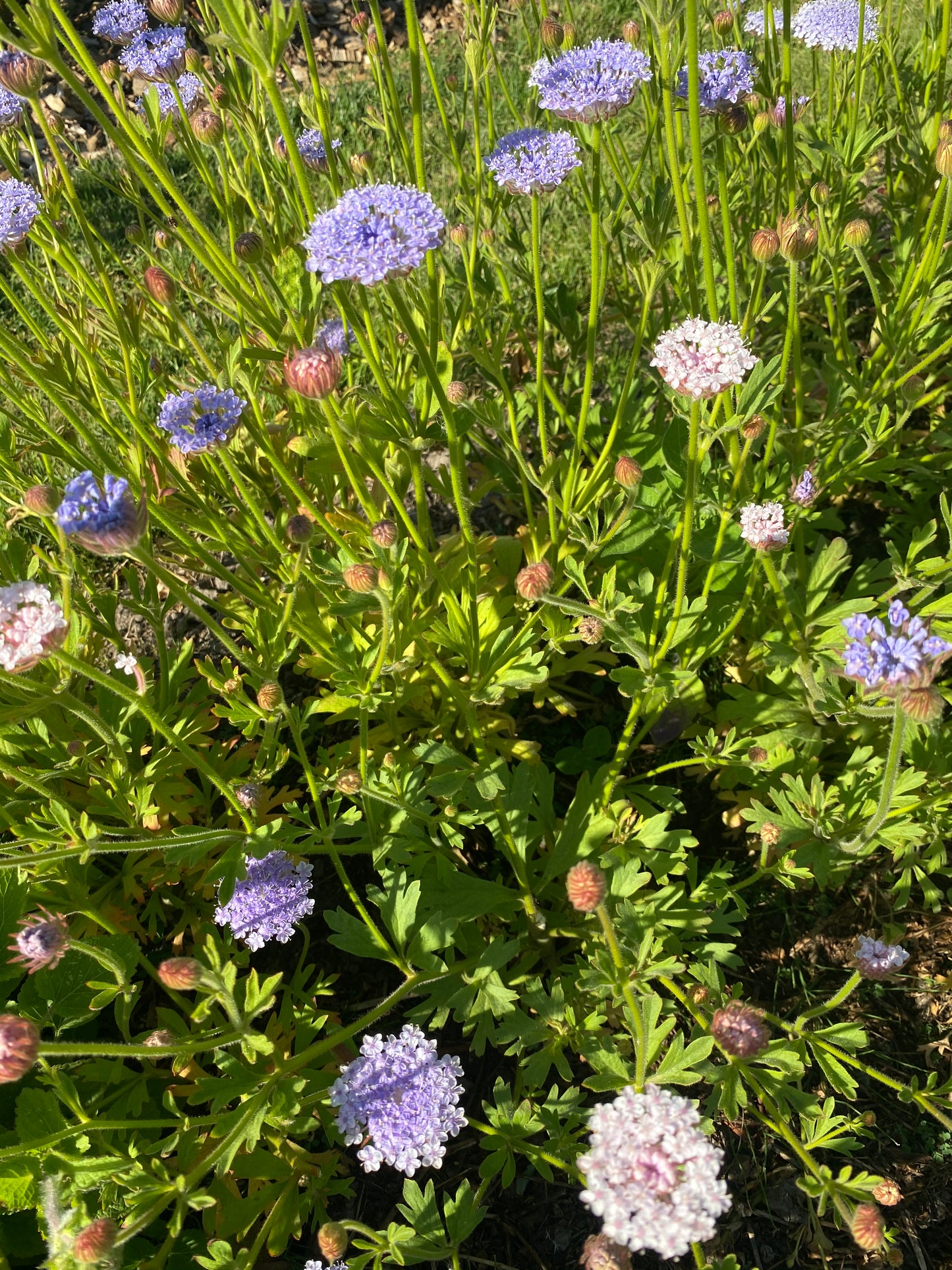 Didiscus caerulea lace "Mix"