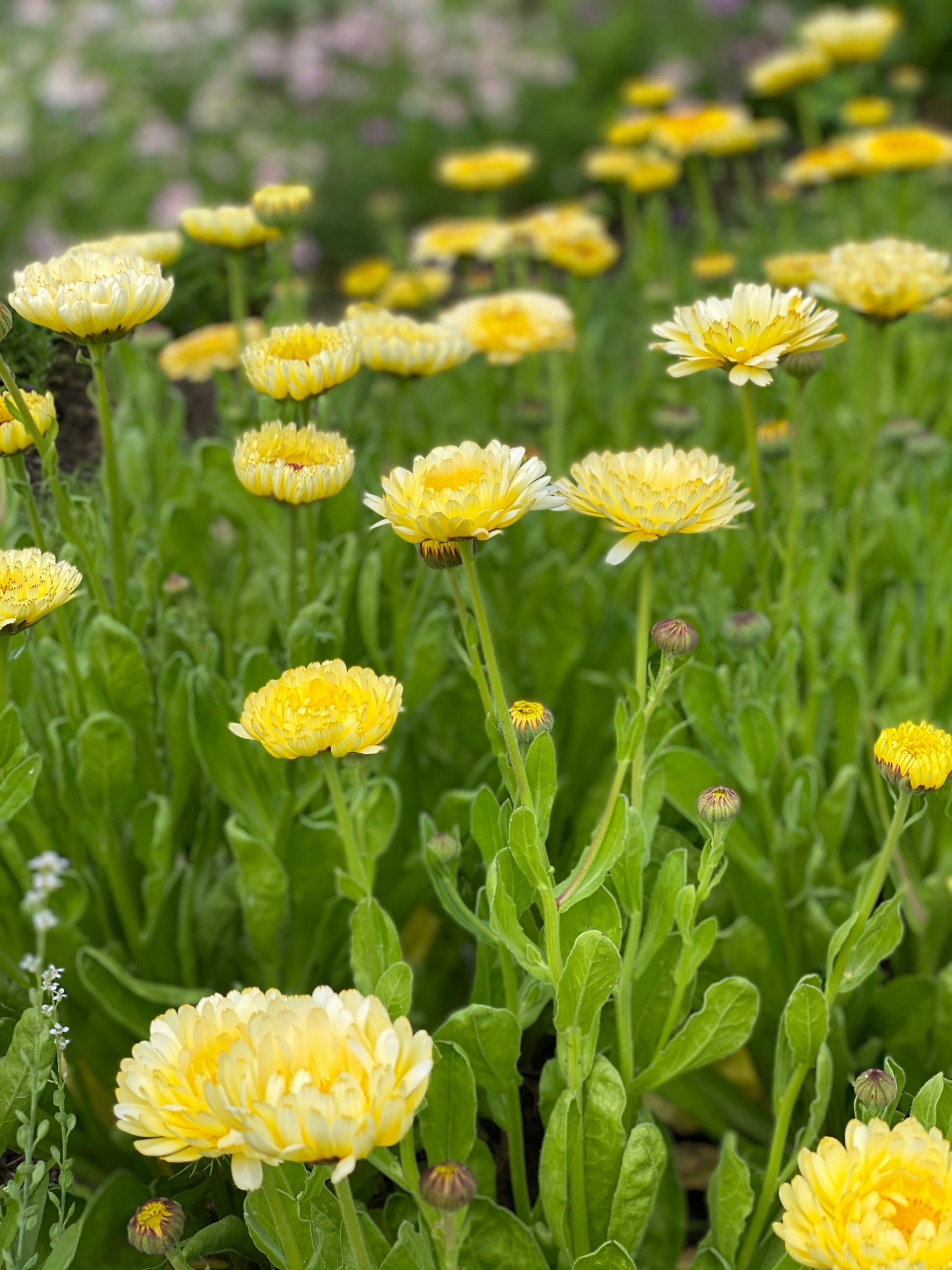 Calendula 'Ivory Princess' bloemen in bloei