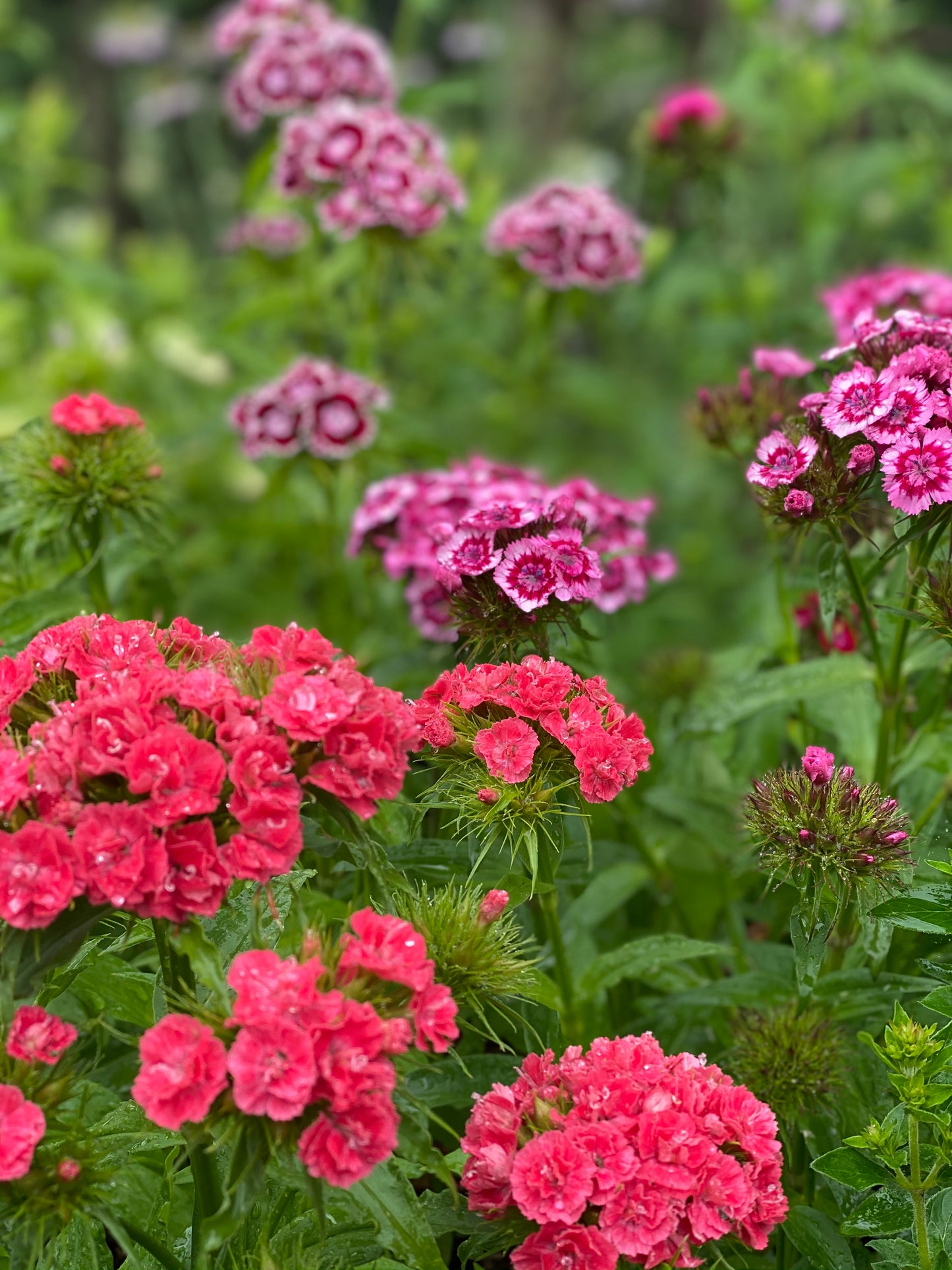 Dianthus Barbatus - œillet de poète  *Mélange Super Duplex*