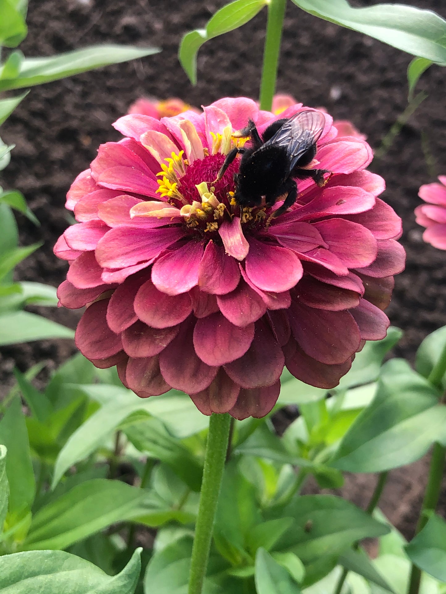 Zinnia Queen Rouge Lime