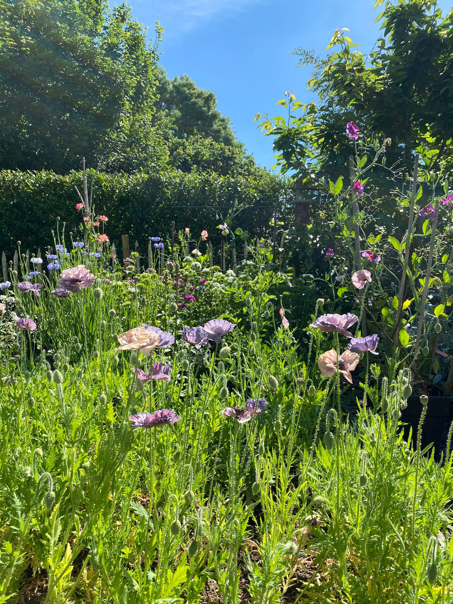 Atelier numérique « Semer des fleurs pour votre jardin de cueillette »