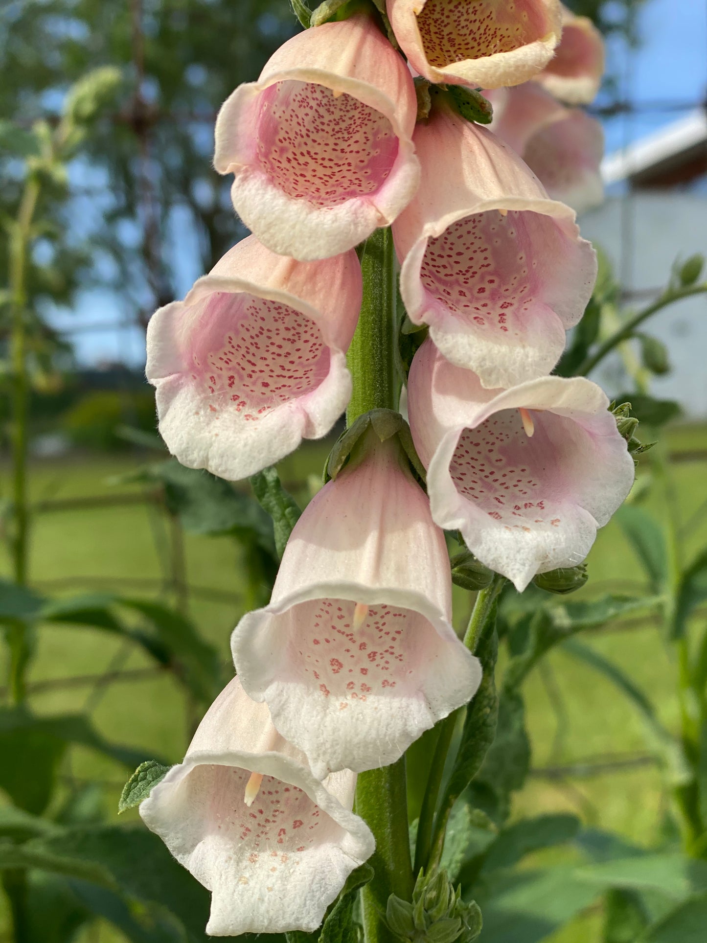 Digitalis " Apricot Delight "