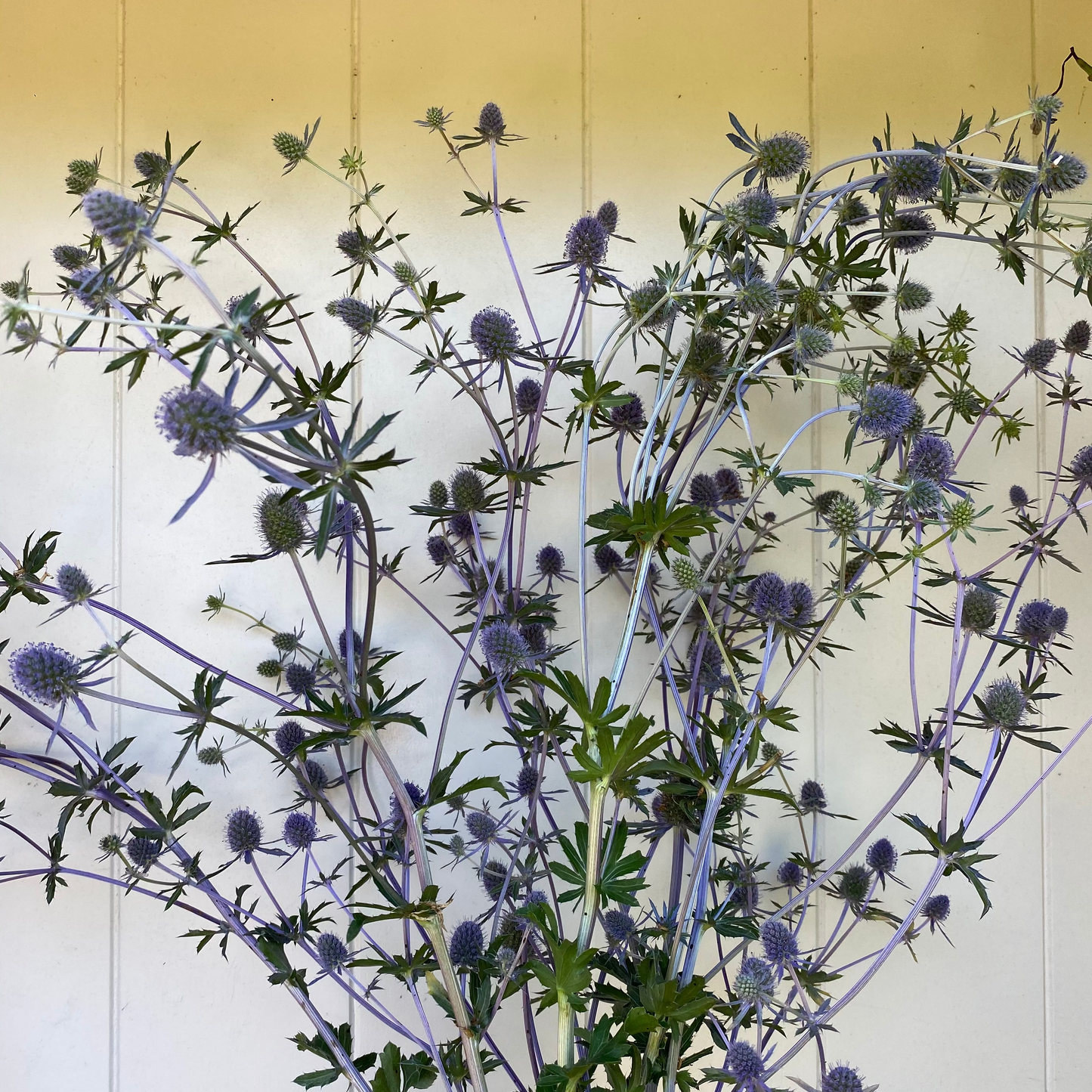 Eryngium ‘Blue Glitter’ – Sea holly seeds
