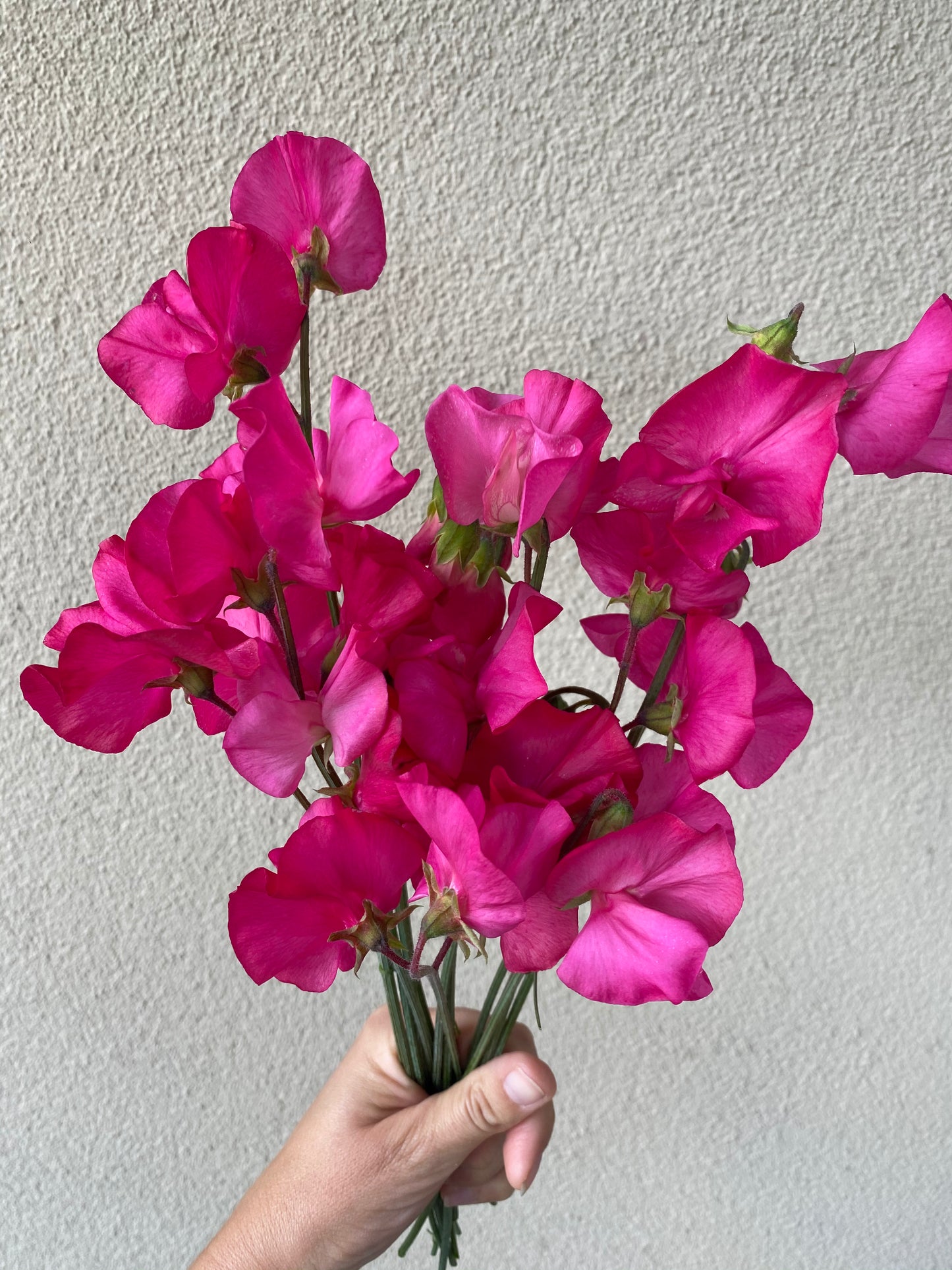 Lathyrus Odoratus - Sweet Sweet Pea Spring Sunshine Cerise