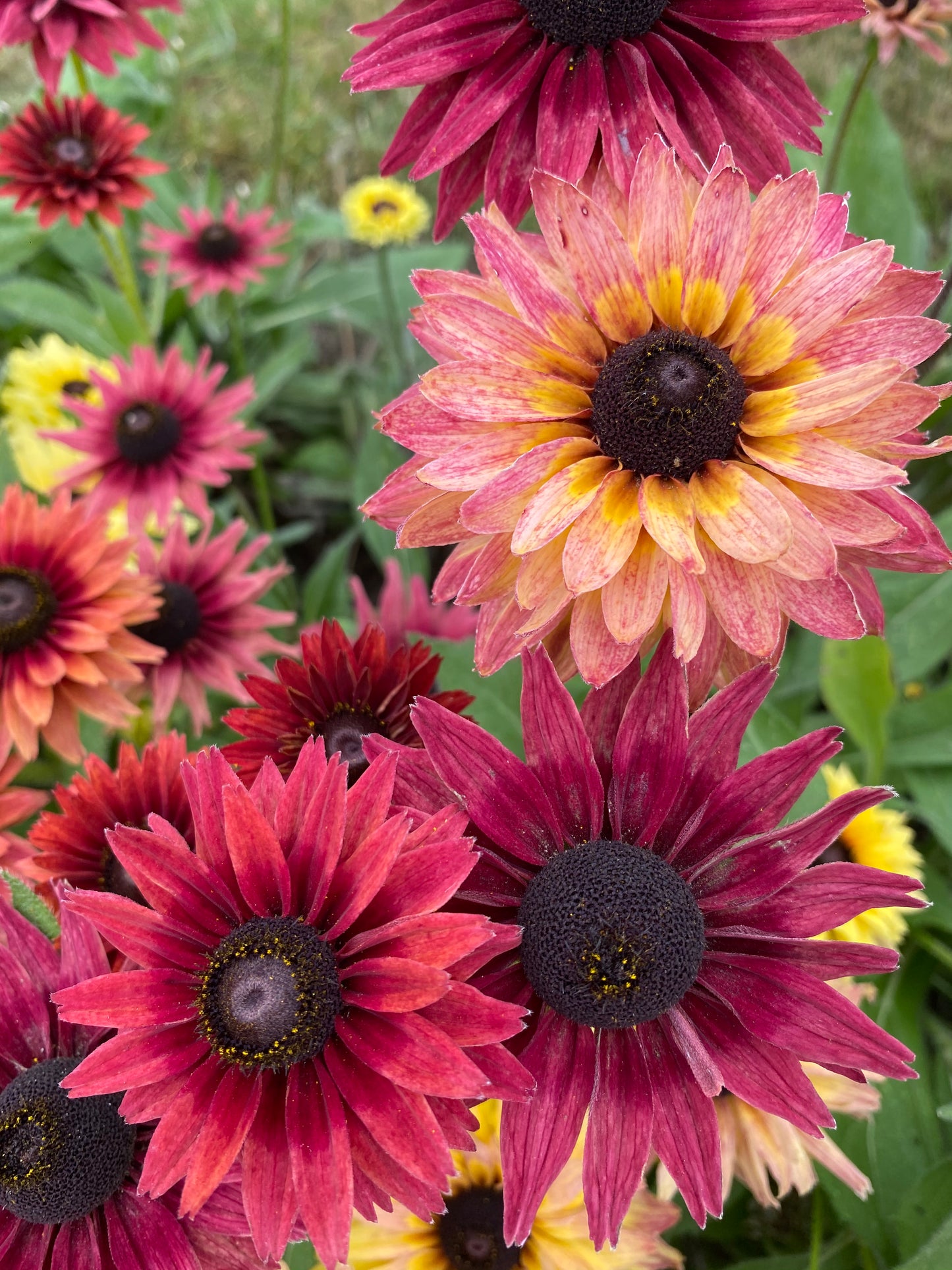 Rudbeckia hirta Sahara bloemen in verschillende kleuren