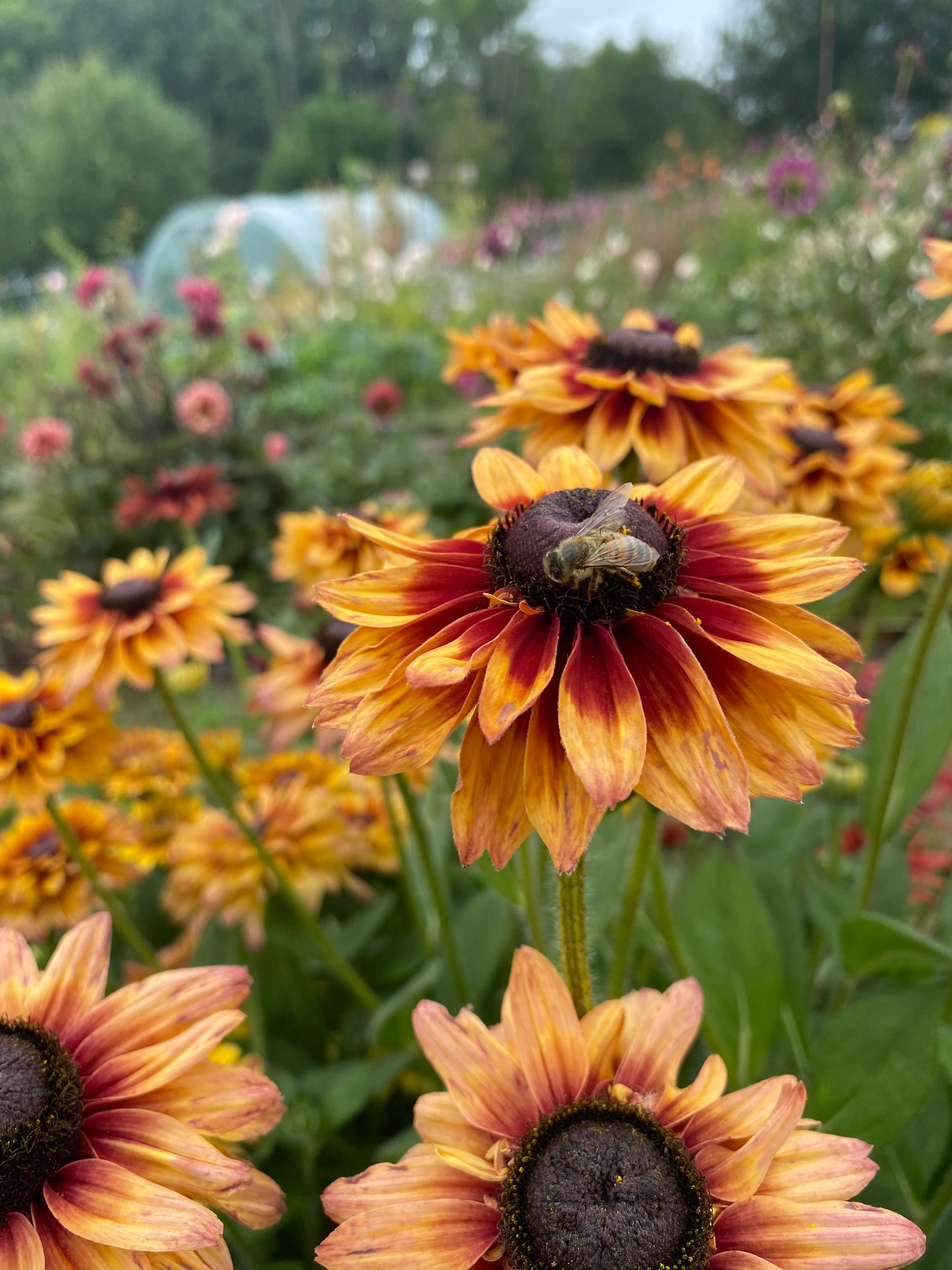 Rudbeckia hirta sahara in bloei met bij