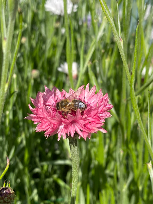 Bleuet - Centaurea cyanus 'Ball Pink'