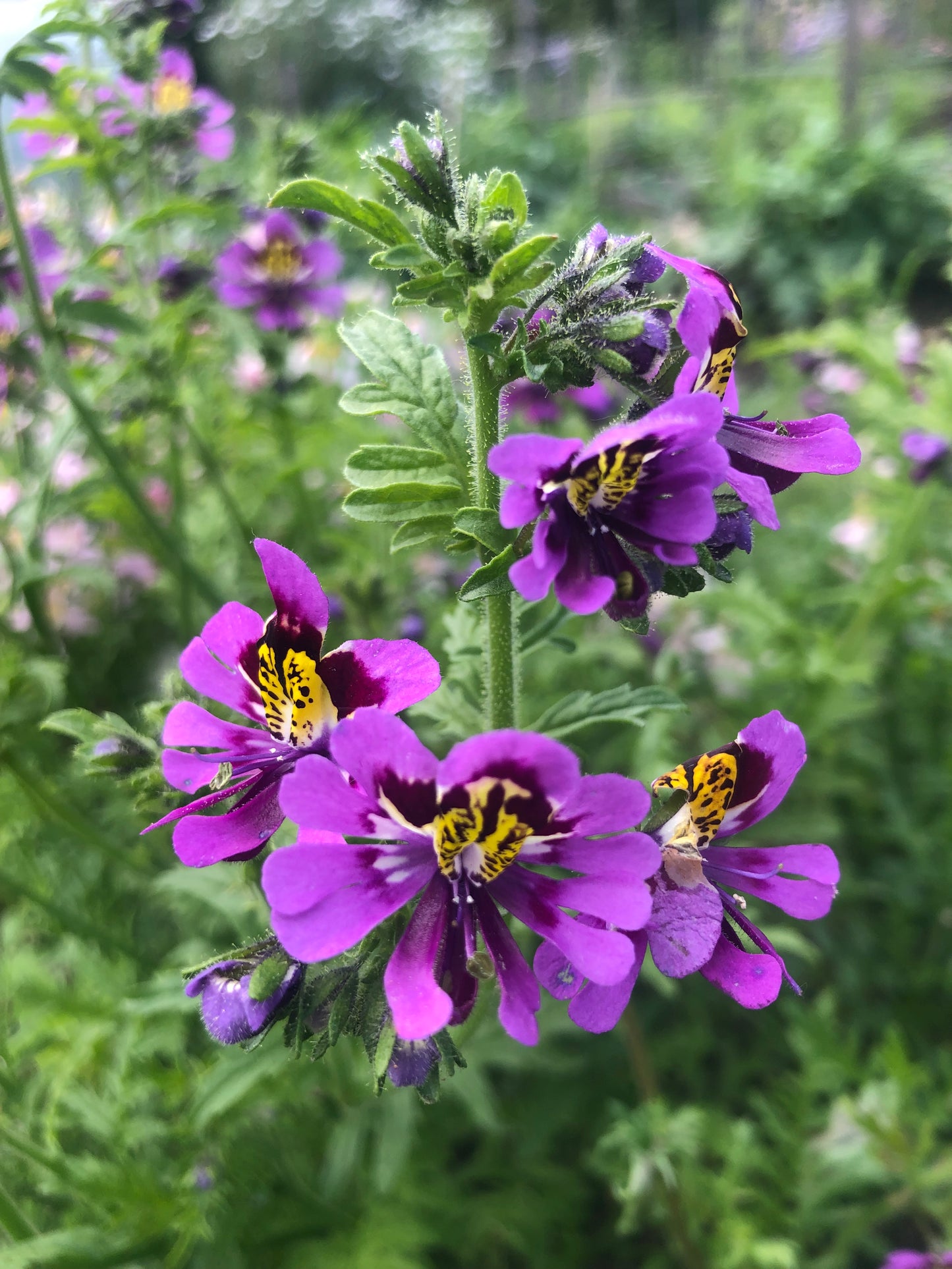 Schizanthus pinnatus "Angel Wings" Orchidée paysanne
