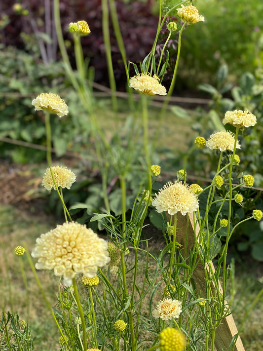 Scabiosa atropurpurea "Mix"