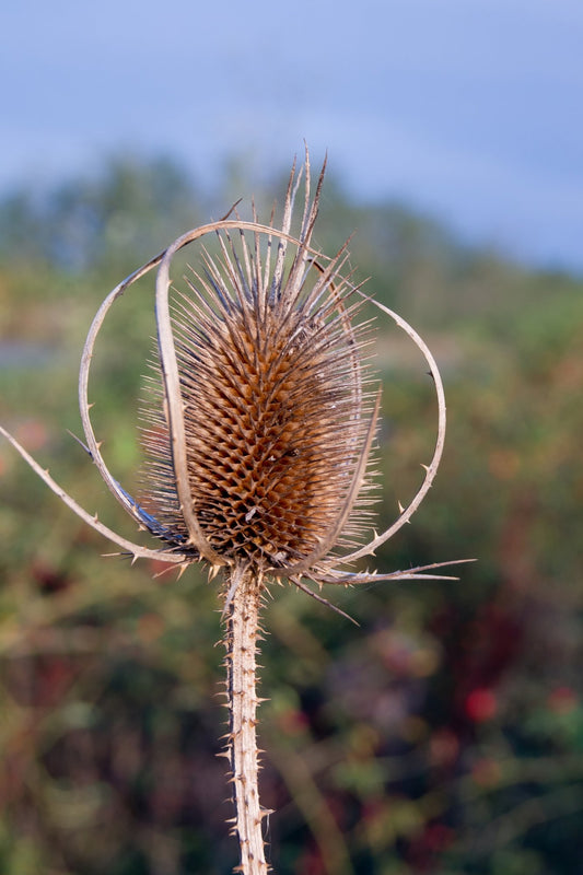 Kaardenbol - Dipsacus laciniatus - Tuinkabouter Chrisje