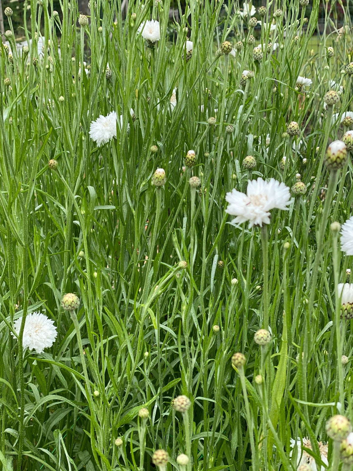 Bleuet - Centaurea cyanus « White Ball »