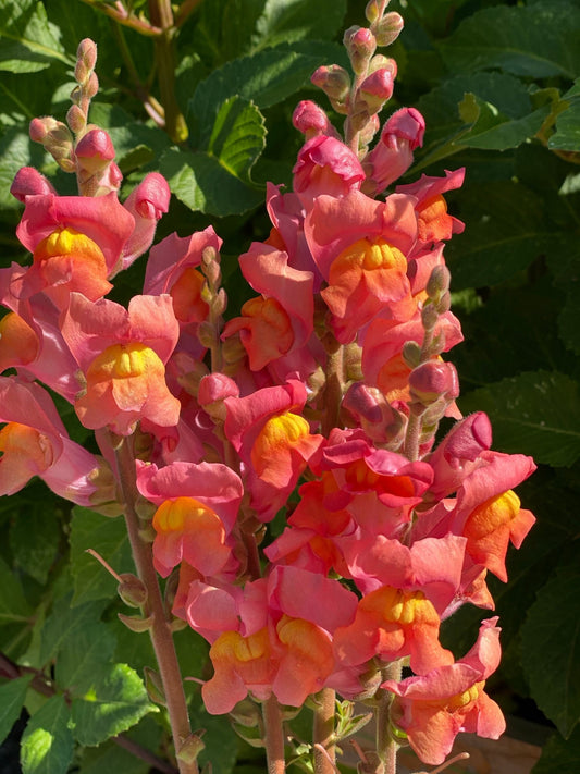 Antirrhinum majus - Muflier 'Potomac Orange'