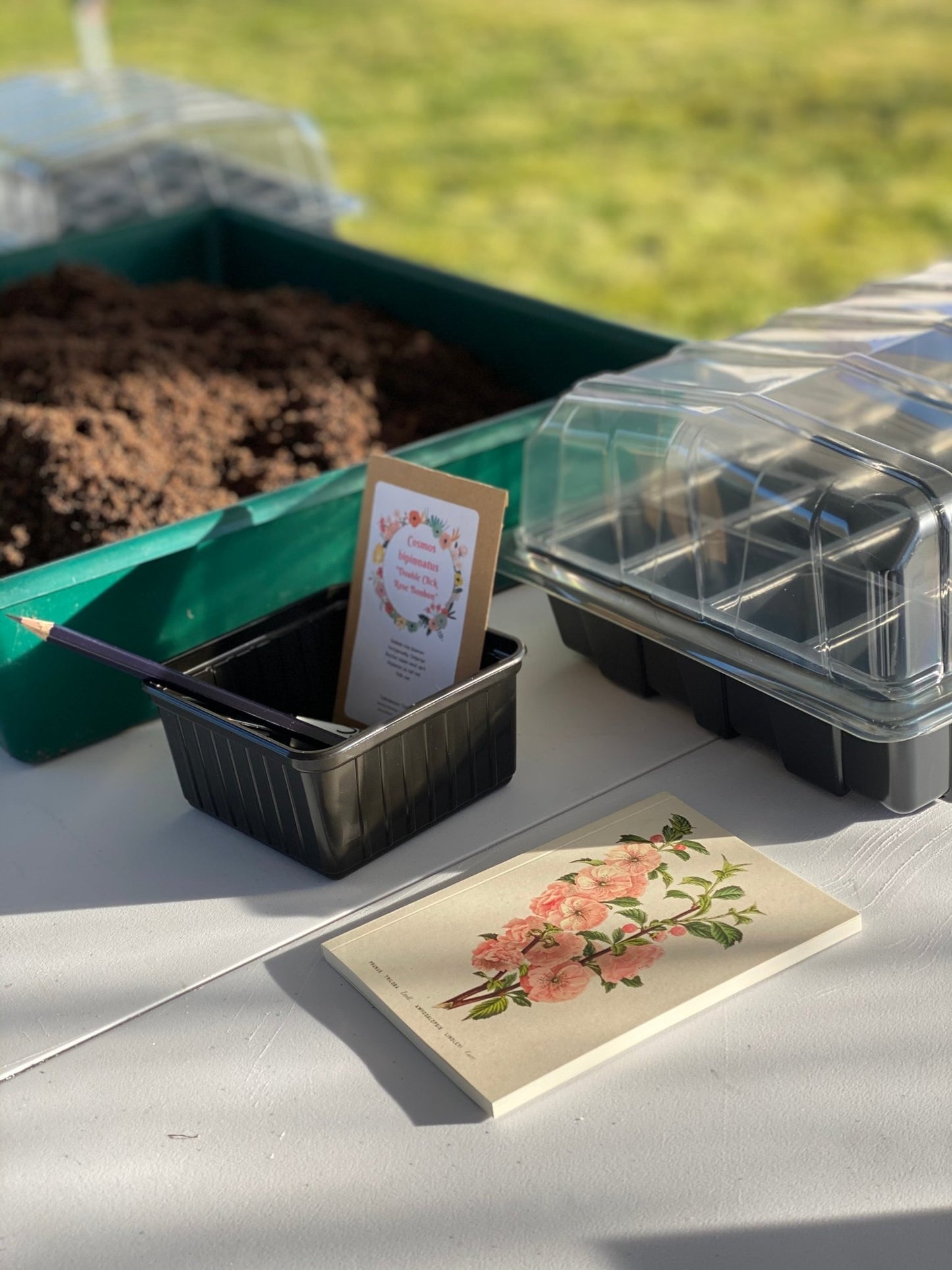 Atelier de semis de fleurs : créez votre propre jardin de fleurs coupées