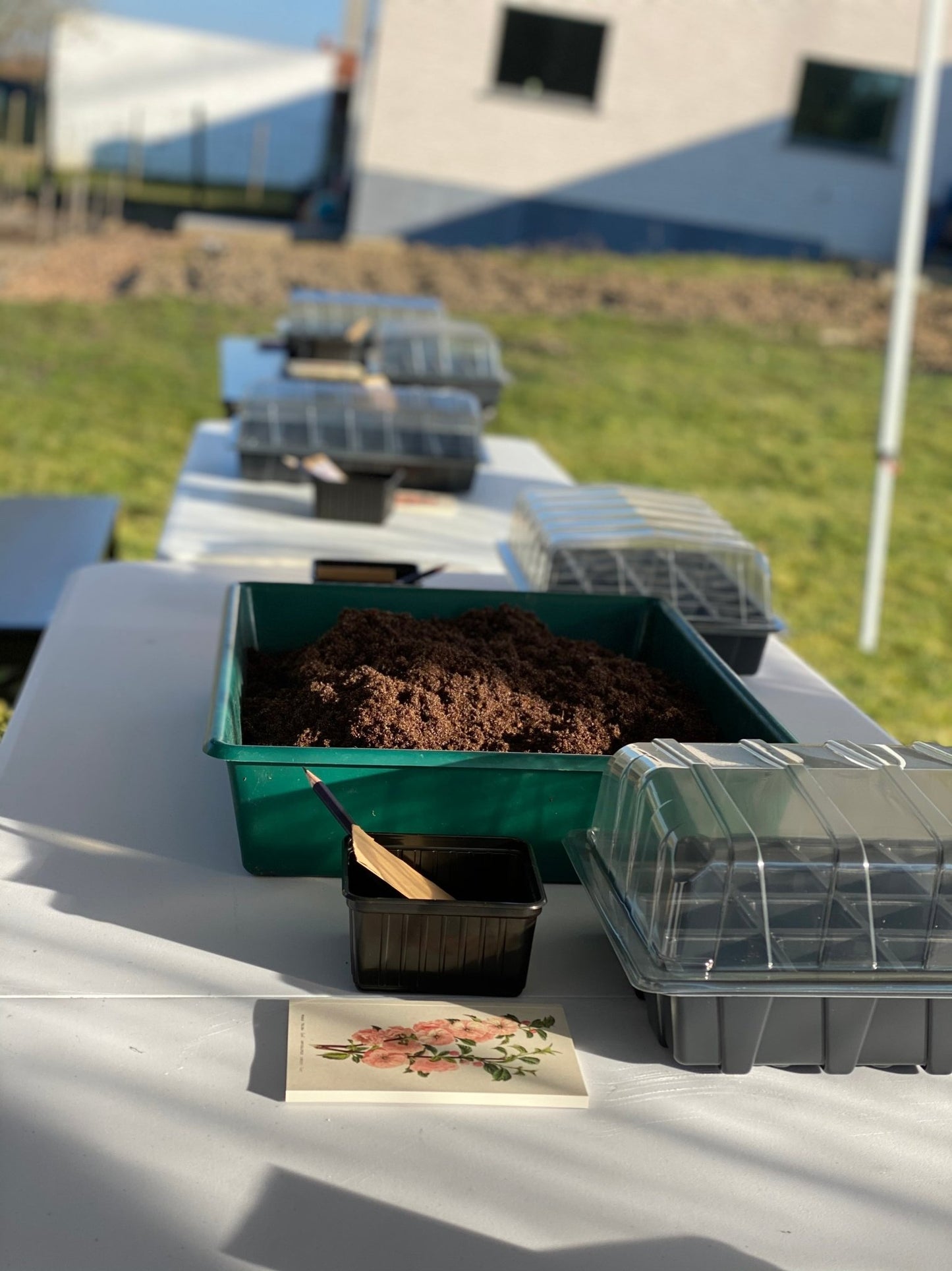 Atelier de semis de fleurs : créez votre propre jardin de fleurs coupées