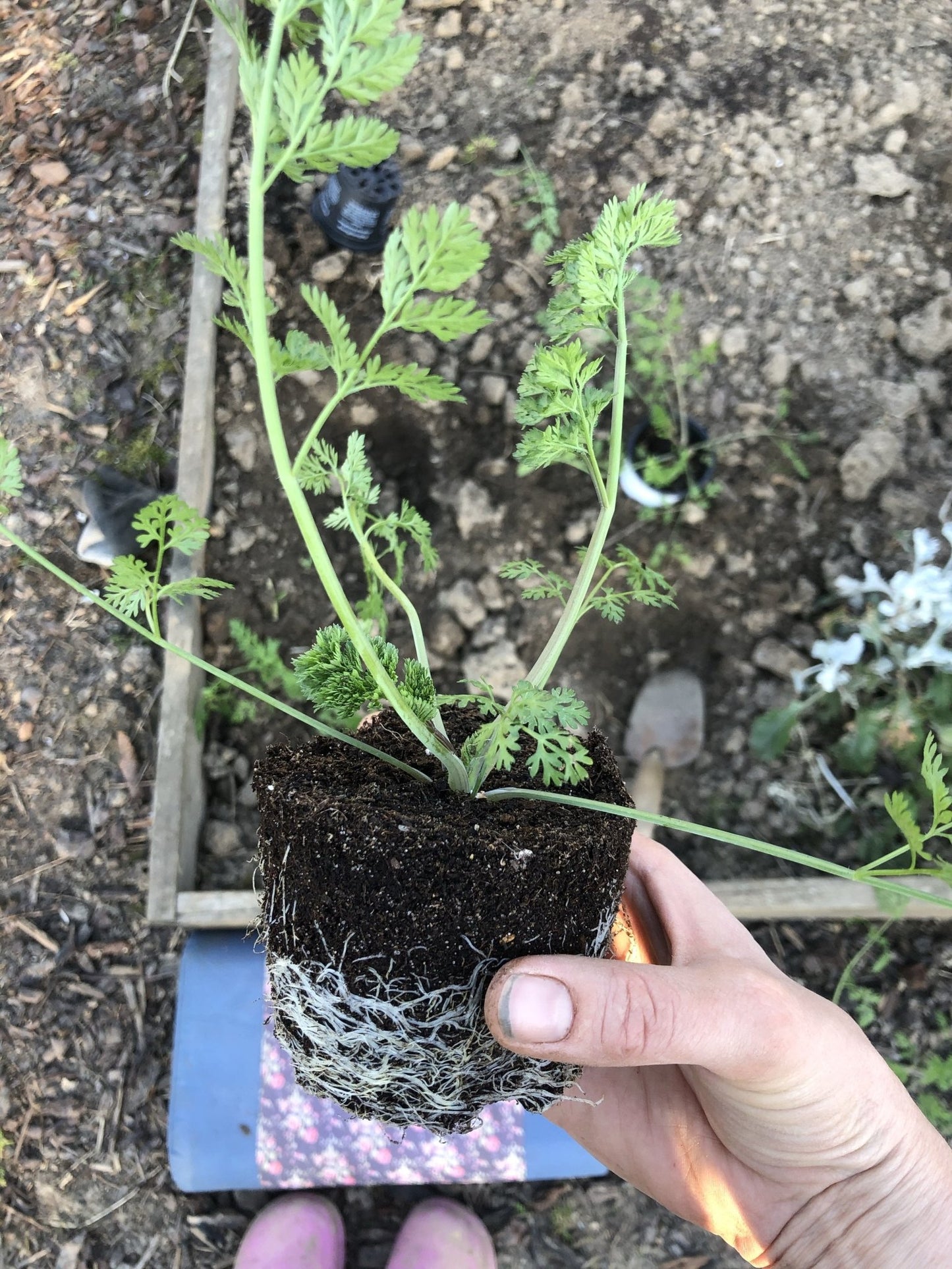 Atelier numérique « Semer des fleurs pour votre jardin de cueillette »