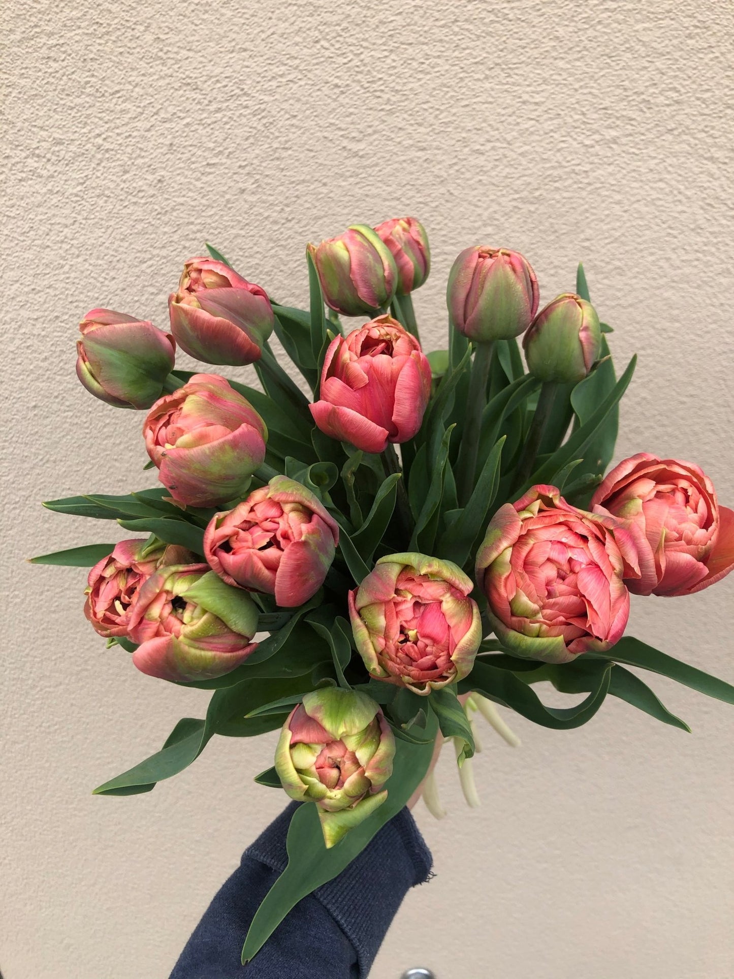Verse vollegrond tulpen uit Lennik - Tuinkabouter Chrisje