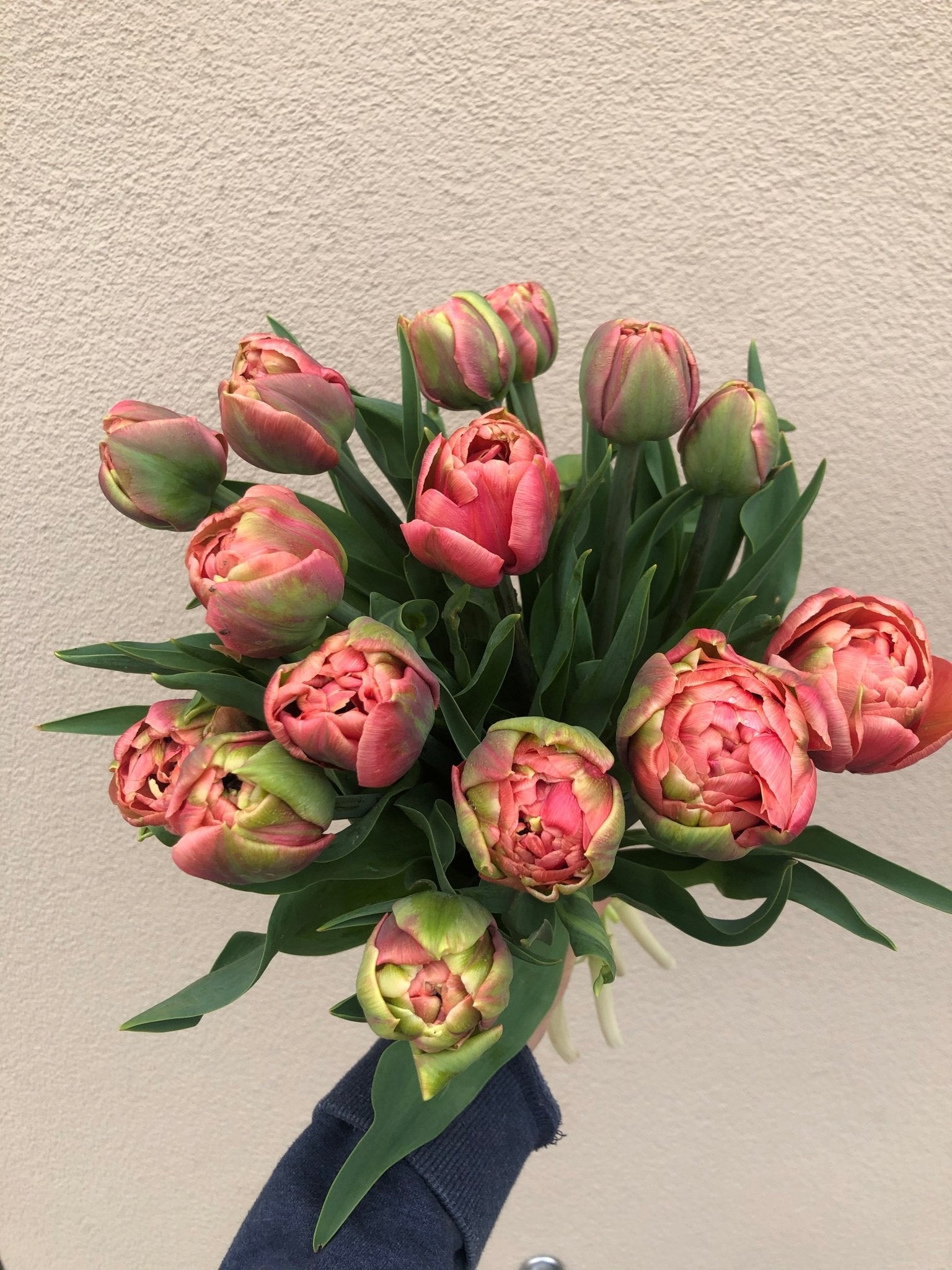 Verse vollegrond tulpen uit Lennik - Tuinkabouter Chrisje