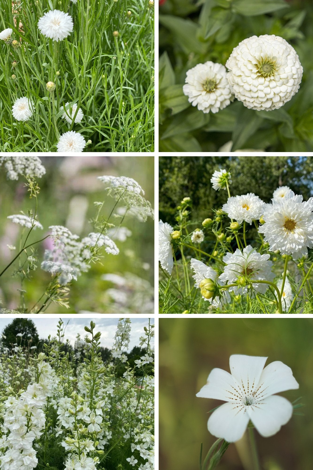 Zadenpakket All White - Tuinkabouter Chrisje