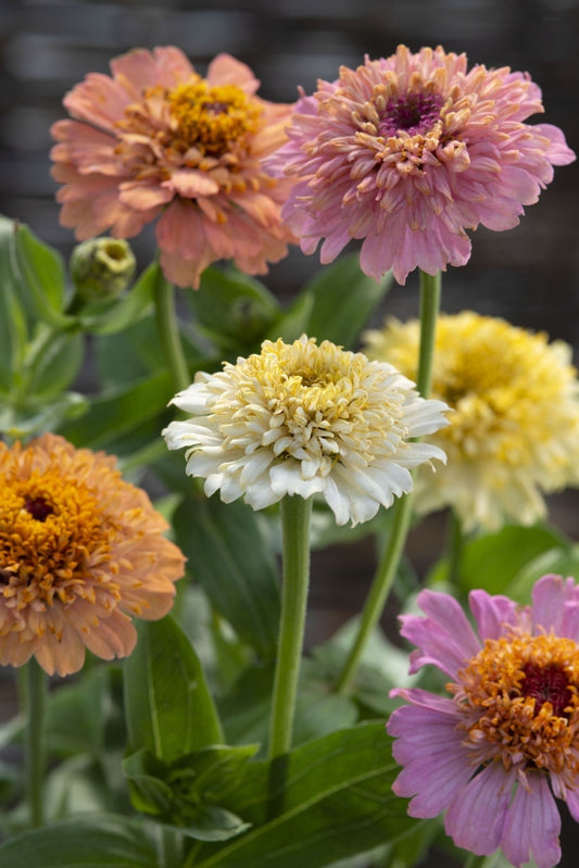 Zinnia Elegans Pastel Mix - Tuinkabouter Chrisje