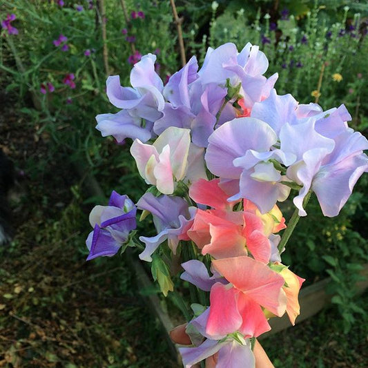 Als je 1 bloem zaait voor in je tuin, laat het dan reukerwtjes zijn. - Tuinkabouter Chrisje