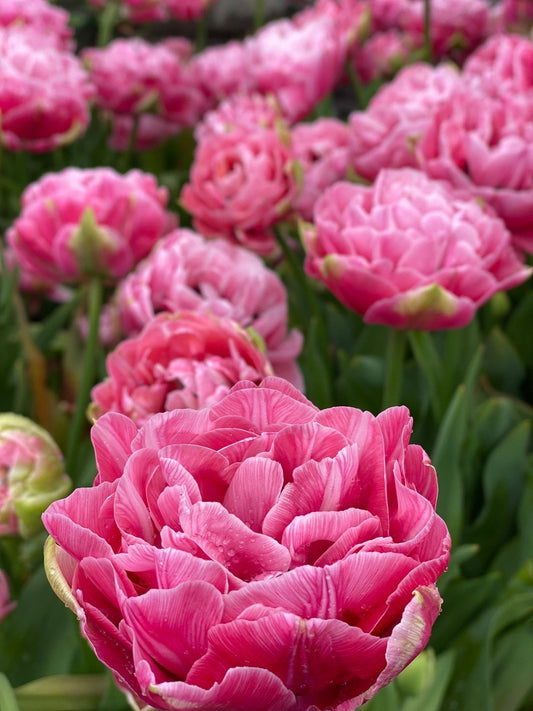 Tulpen planten in het najaar: zo geniet je in het voorjaar van prachtige bloemen 🌷 - Tuinkabouter Chrisje