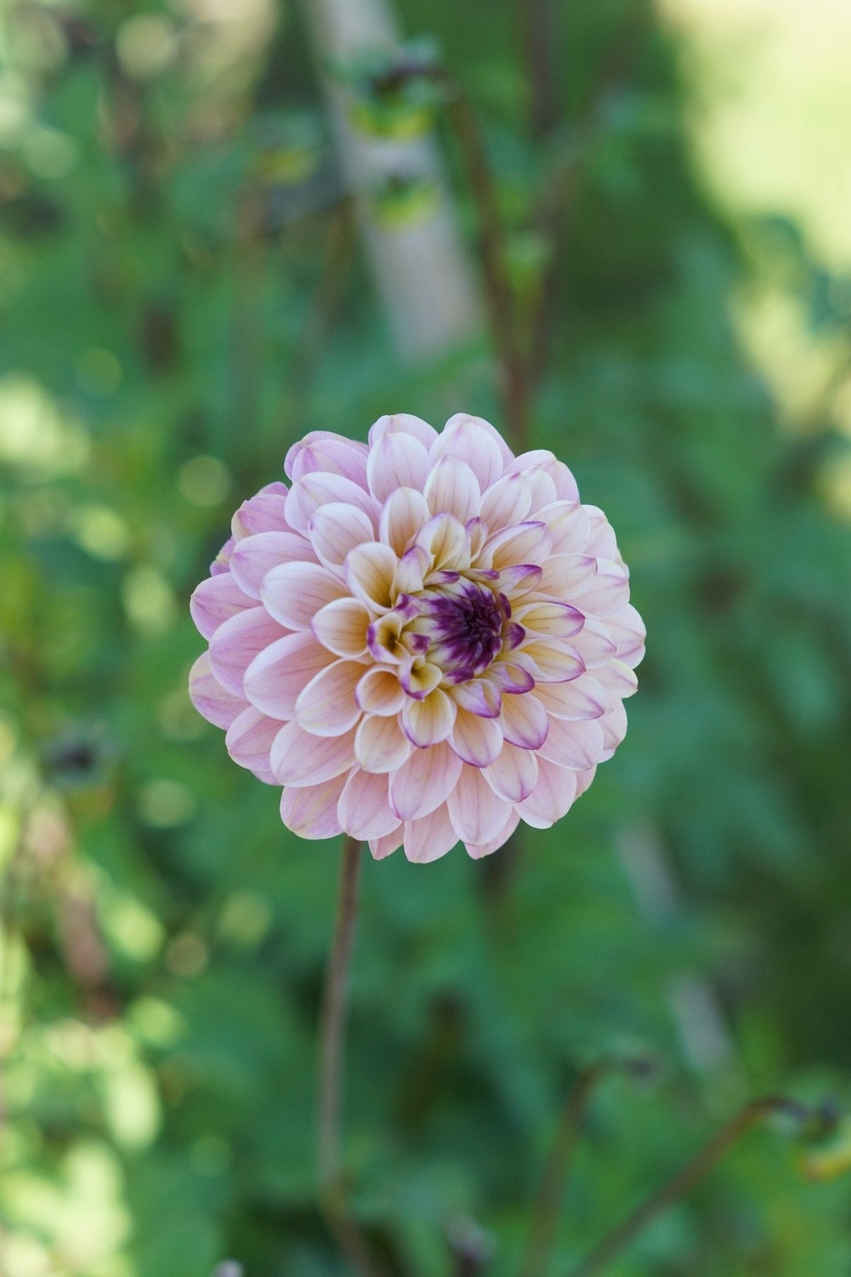 Dahlia's | Tuinkabouter Chrisje 