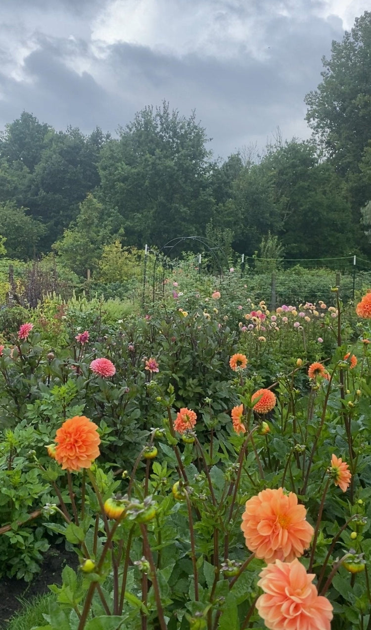 Plukkaarten 2026 - Tuinkabouter Chrisje