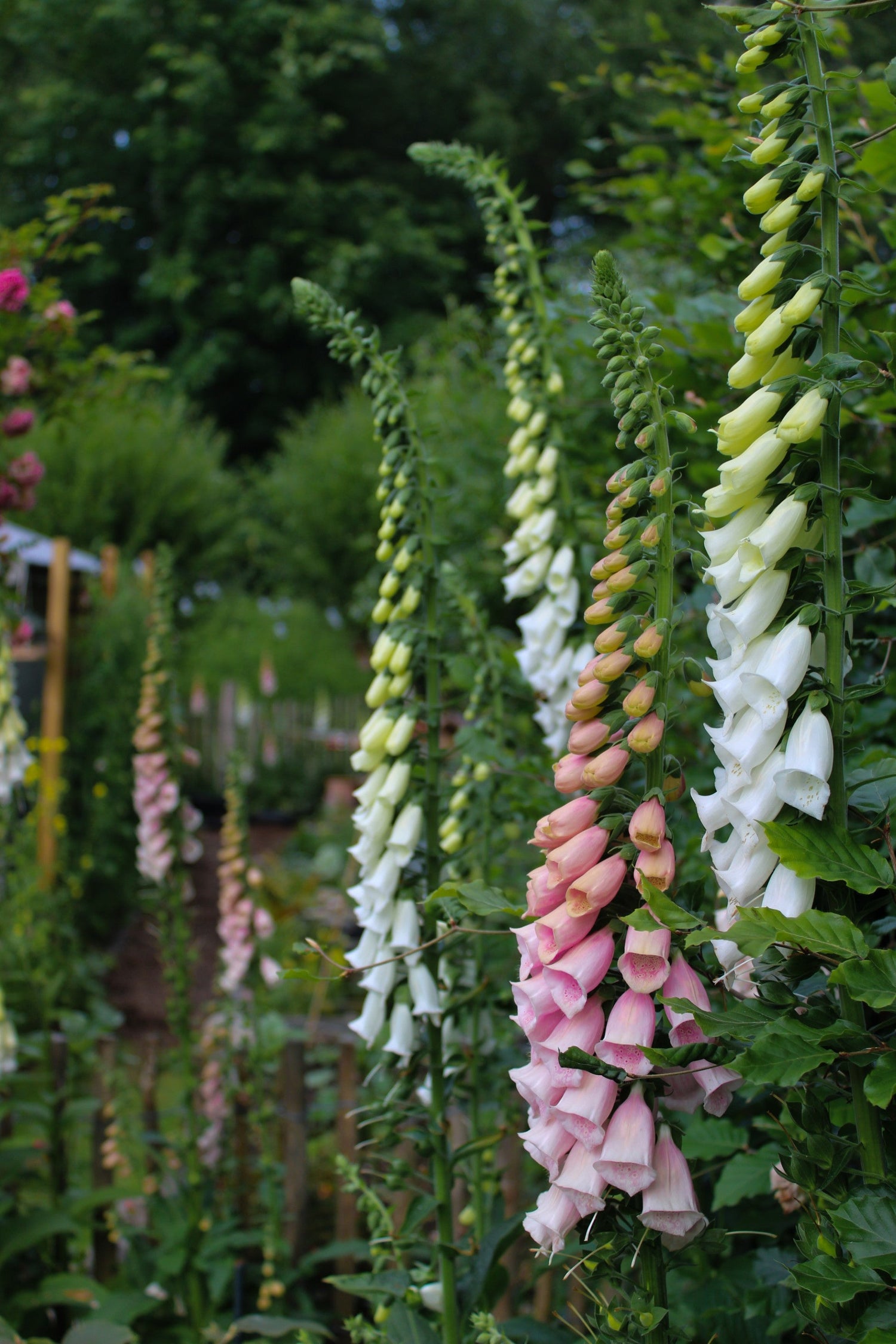 Digitalis Knipoognaardenatuur