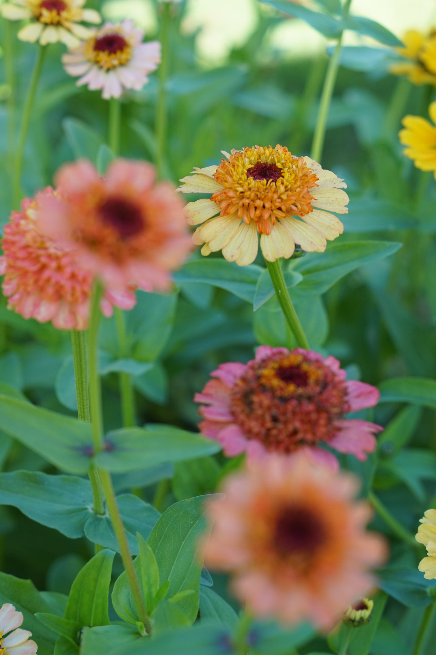 Zinnia collectie | Tuinkabouter Chrisje