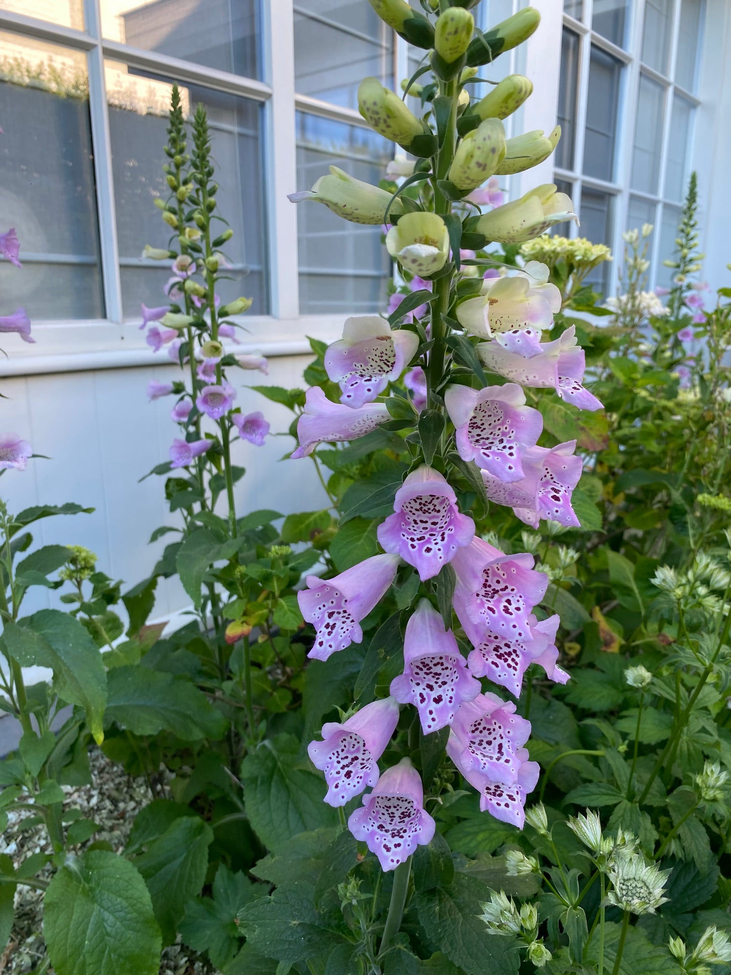 Vingerhoedskruid - Digitalis purpurea "Chrisje's Cottage Mix"