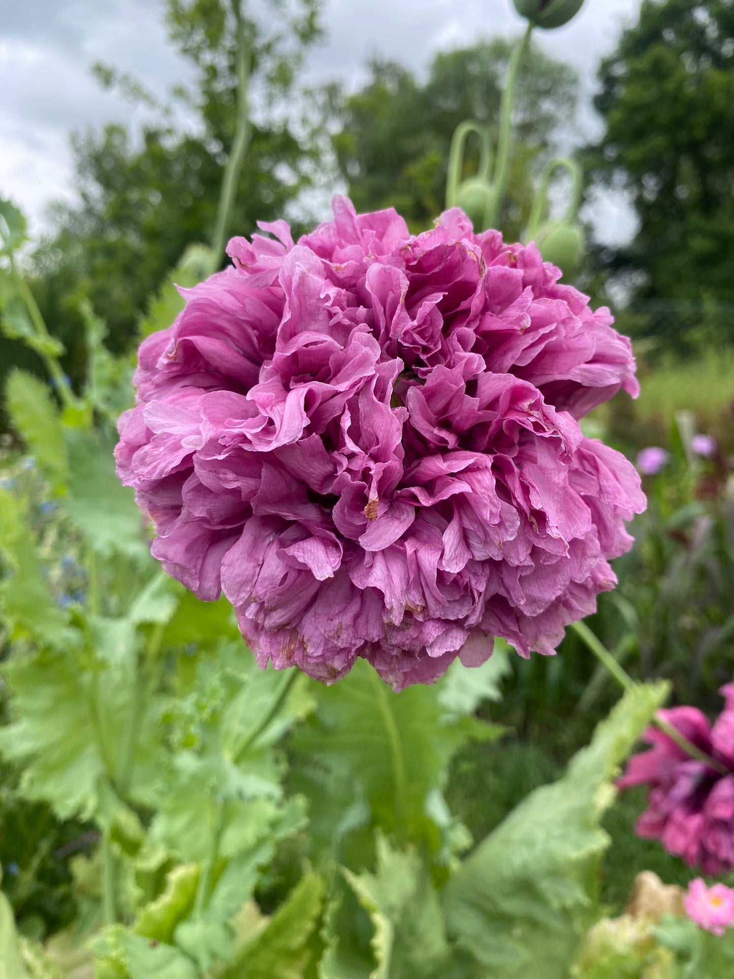 Papaver somniferum 'Purple Peony'
