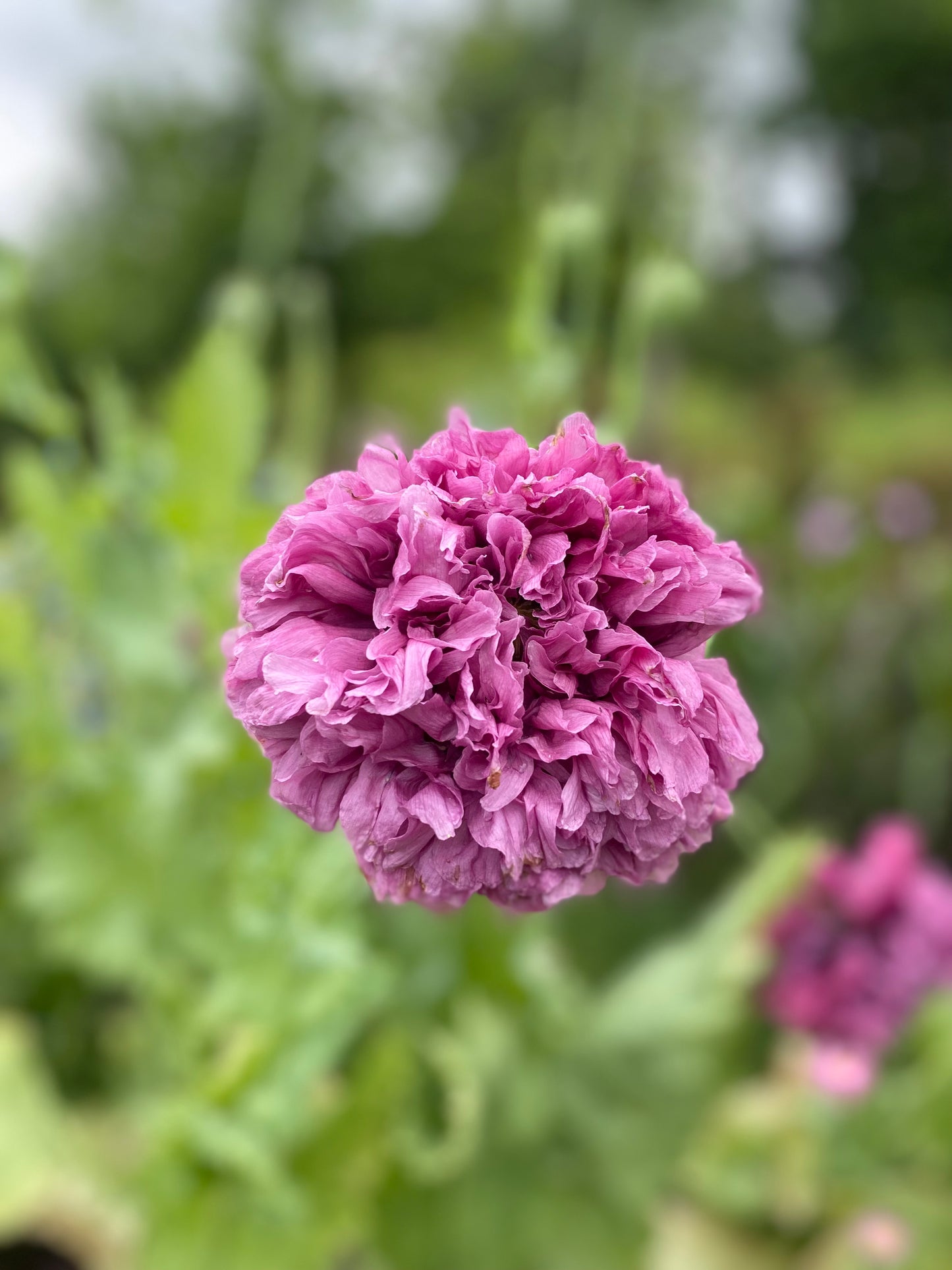 Papaver somniferum 'Purple Peony'