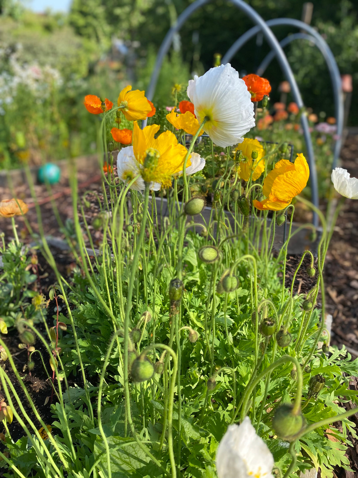 IJslandse Papaver ‘Kelmscott’s Giants’ - Papaver nudicaule