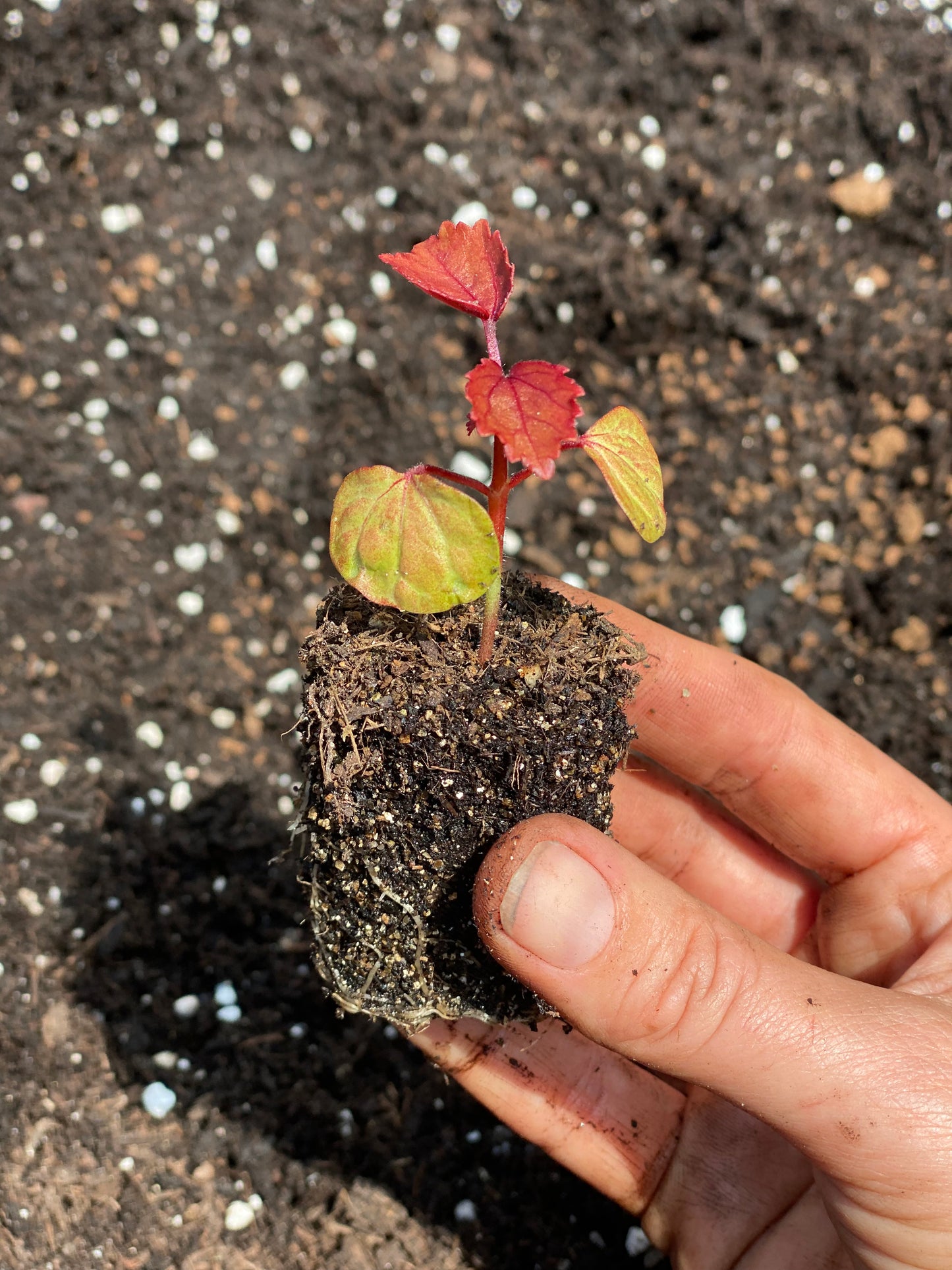 Zaailing Hibiscus acetosella "Mahogany Splendor" - 5 stuks