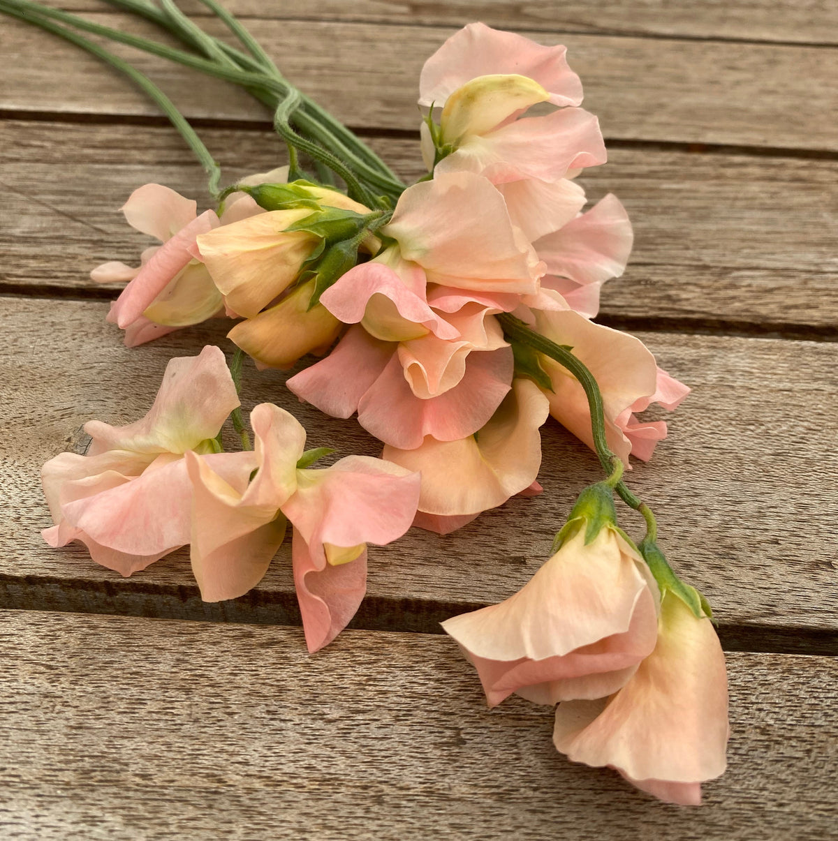 Lathyrus Odoratus - Reukerwt "Castlewellan" - 1 pakje per klant