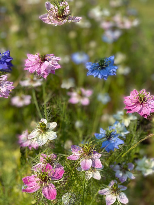 Juffertje-in-het-groen - Nigella damascena Persische Juwelen Mischung