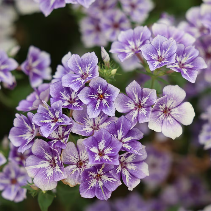Phlox Drummondii 'Sugar Stars'
