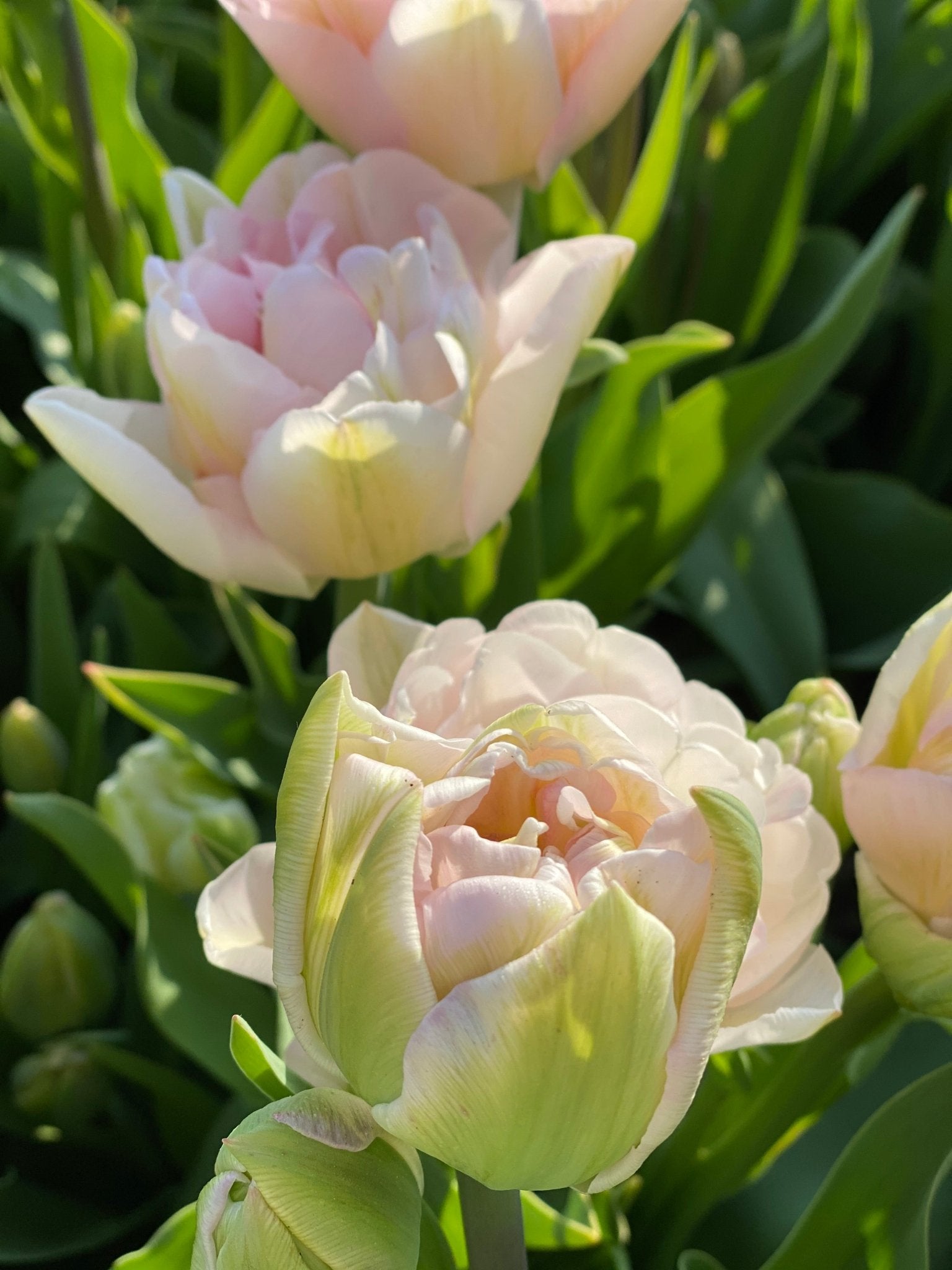 Boeket tulpen - Tuinkabouter Chrisje