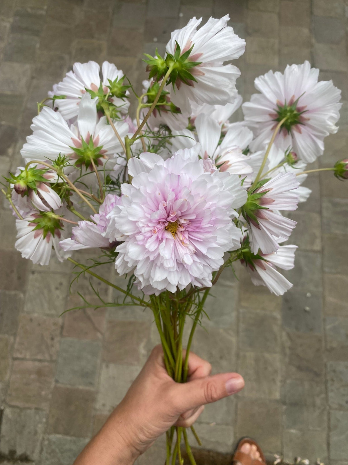 Cosmos bipinnatus Double Click Bicolour Pink - Tuinkabouter Chrisje