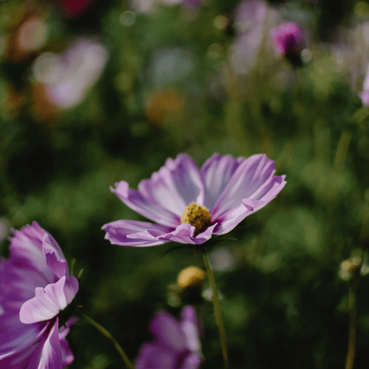 Cosmos bipinnatus Rosetta - Tuinkabouter Chrisje
