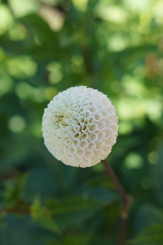 Dahlia Small World - Tuinkabouter Chrisje