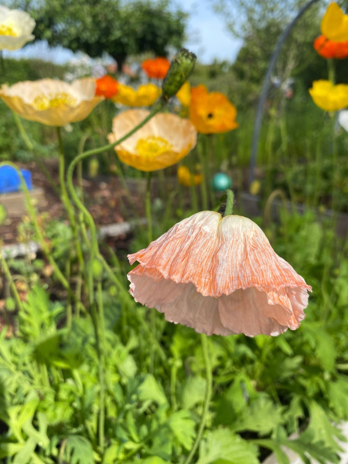 IJslandse Papaver ‘Kelmscott’s Giants’ - Papaver nudicaule - Tuinkabouter Chrisje