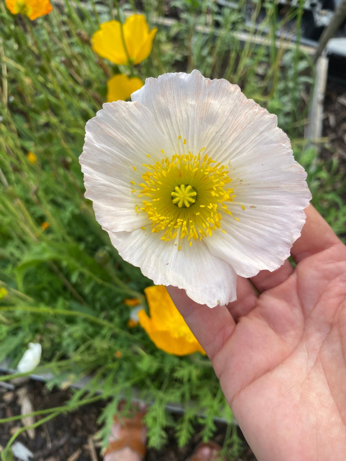 IJslandse Papaver ‘Kelmscott’s Giants’ - Papaver nudicaule - Tuinkabouter Chrisje