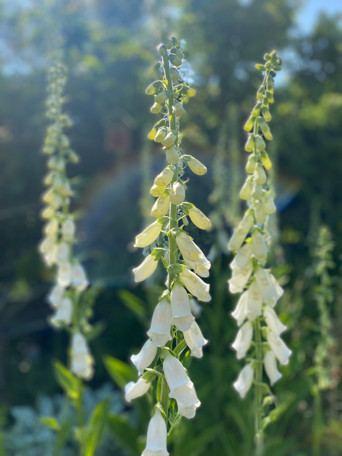 Vingerhoedskruid - Digitalis purpurea "Alba"