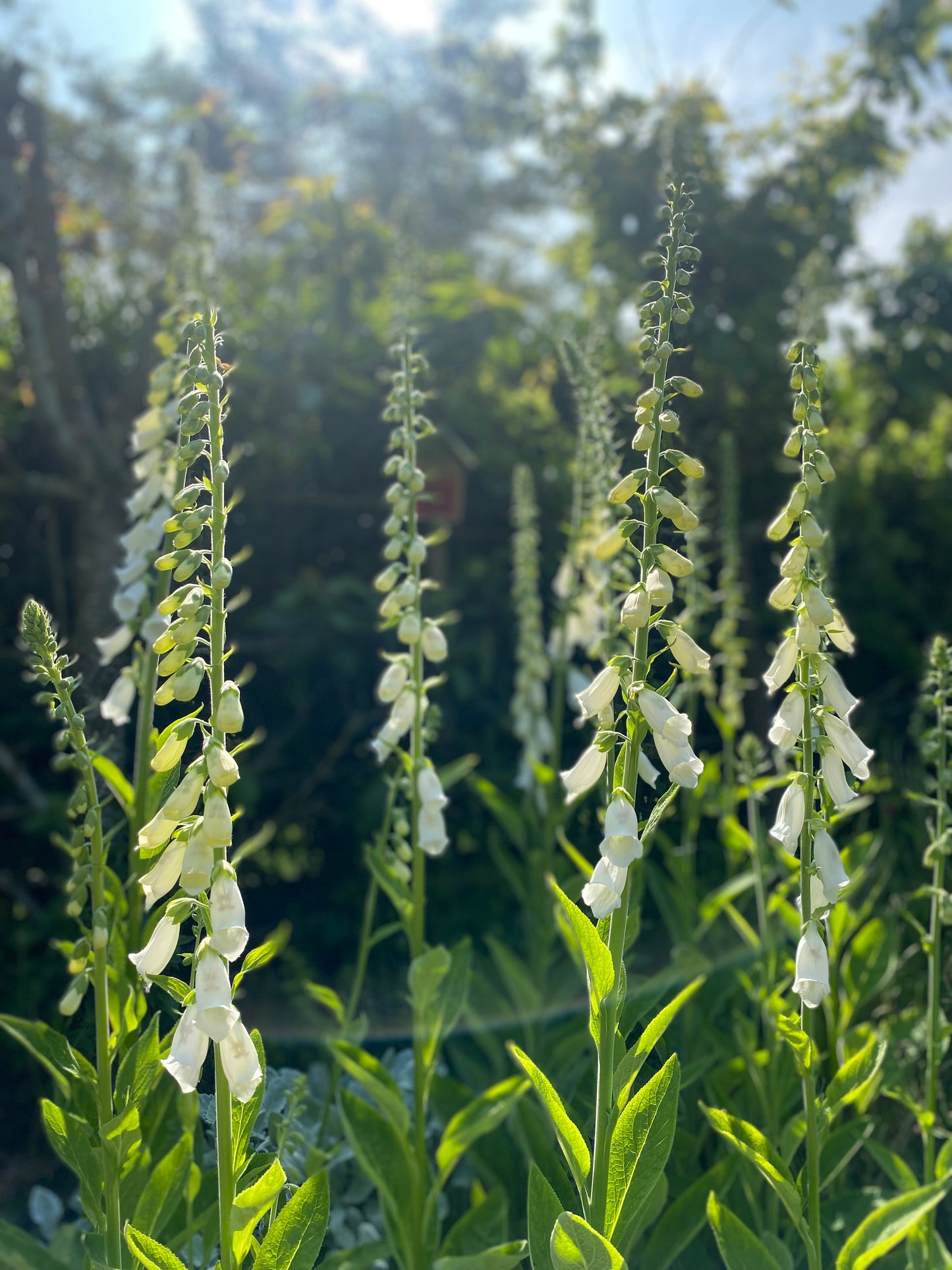 Vingerhoedskruid - Digitalis purpurea "Alba"