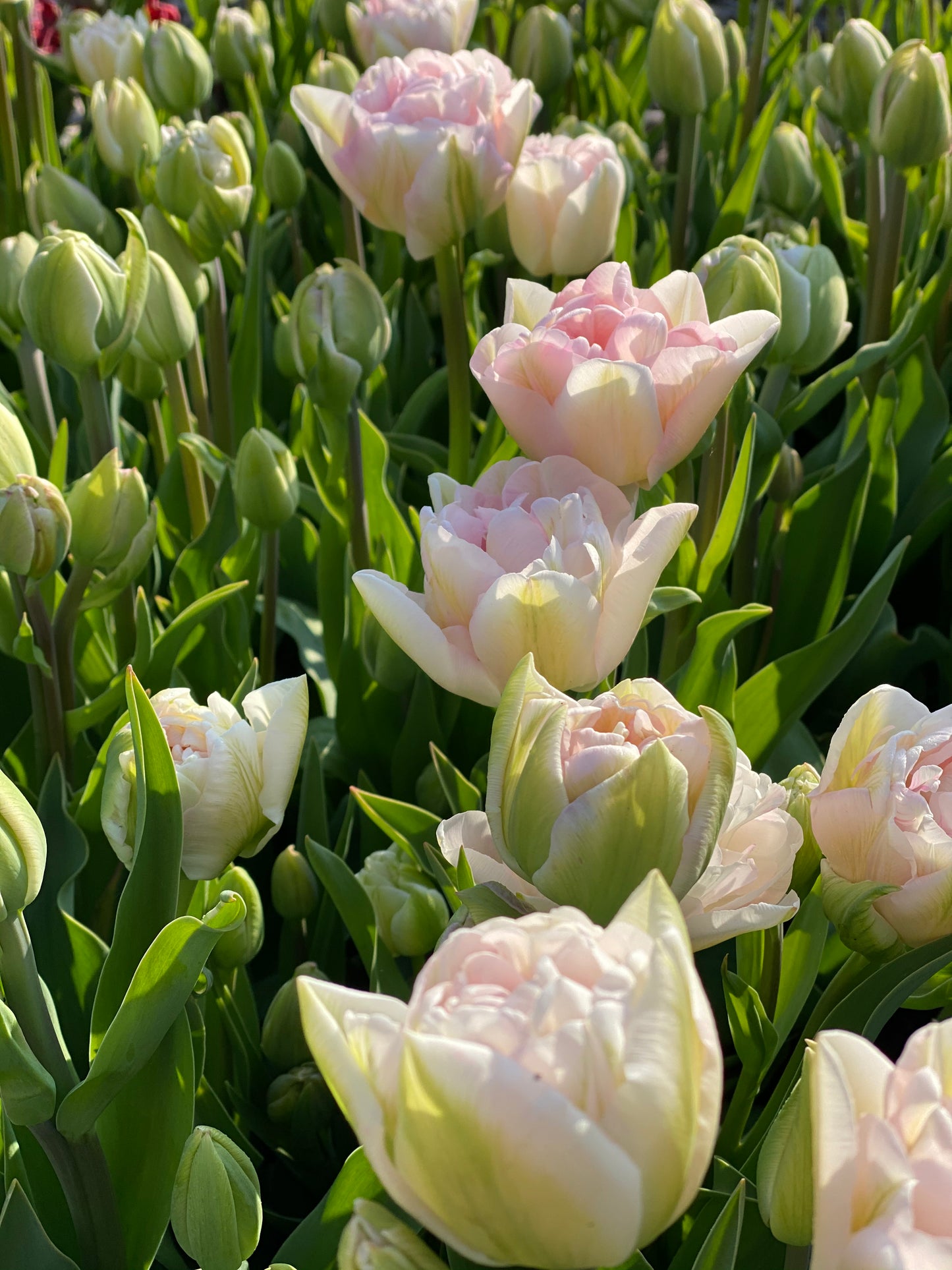 Tulp ‘Angelique’ – 10 bollen - PRE-ORDER