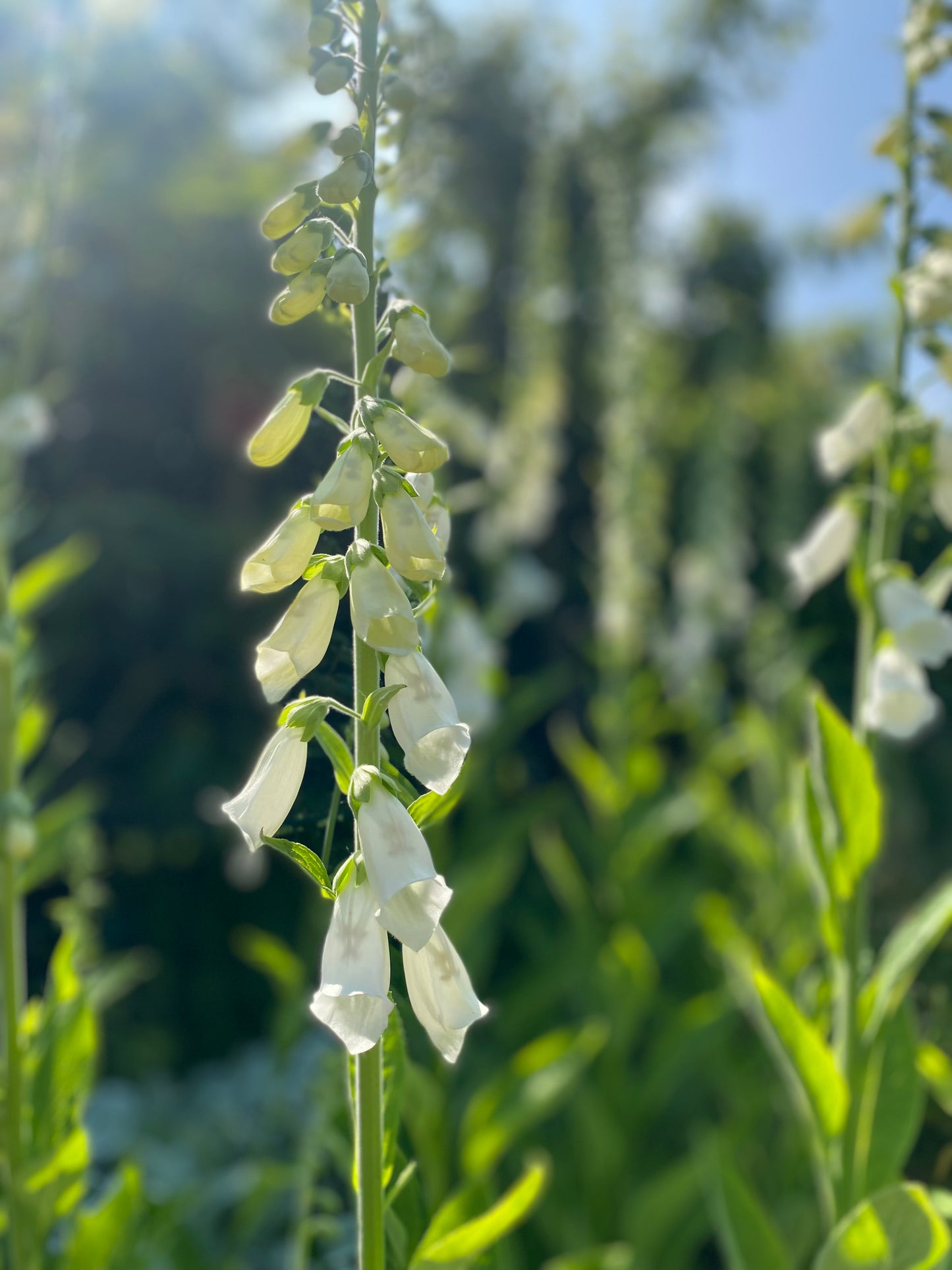 Vingerhoedskruid - Digitalis purpurea "Alba"