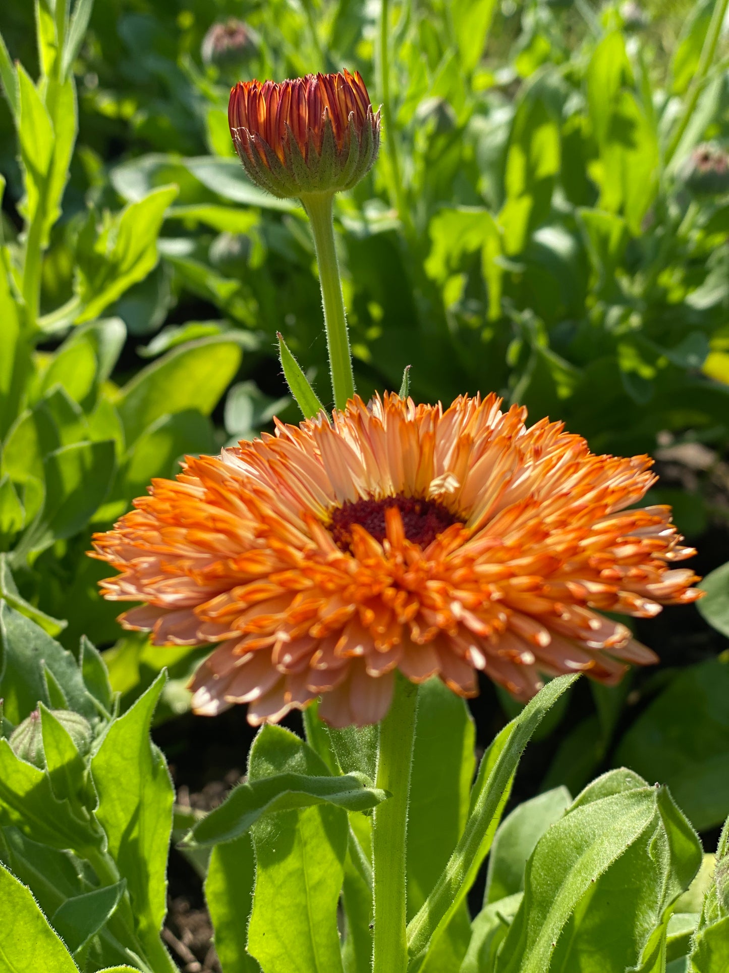 Calendula Pygmy Buff (goudsbloem)