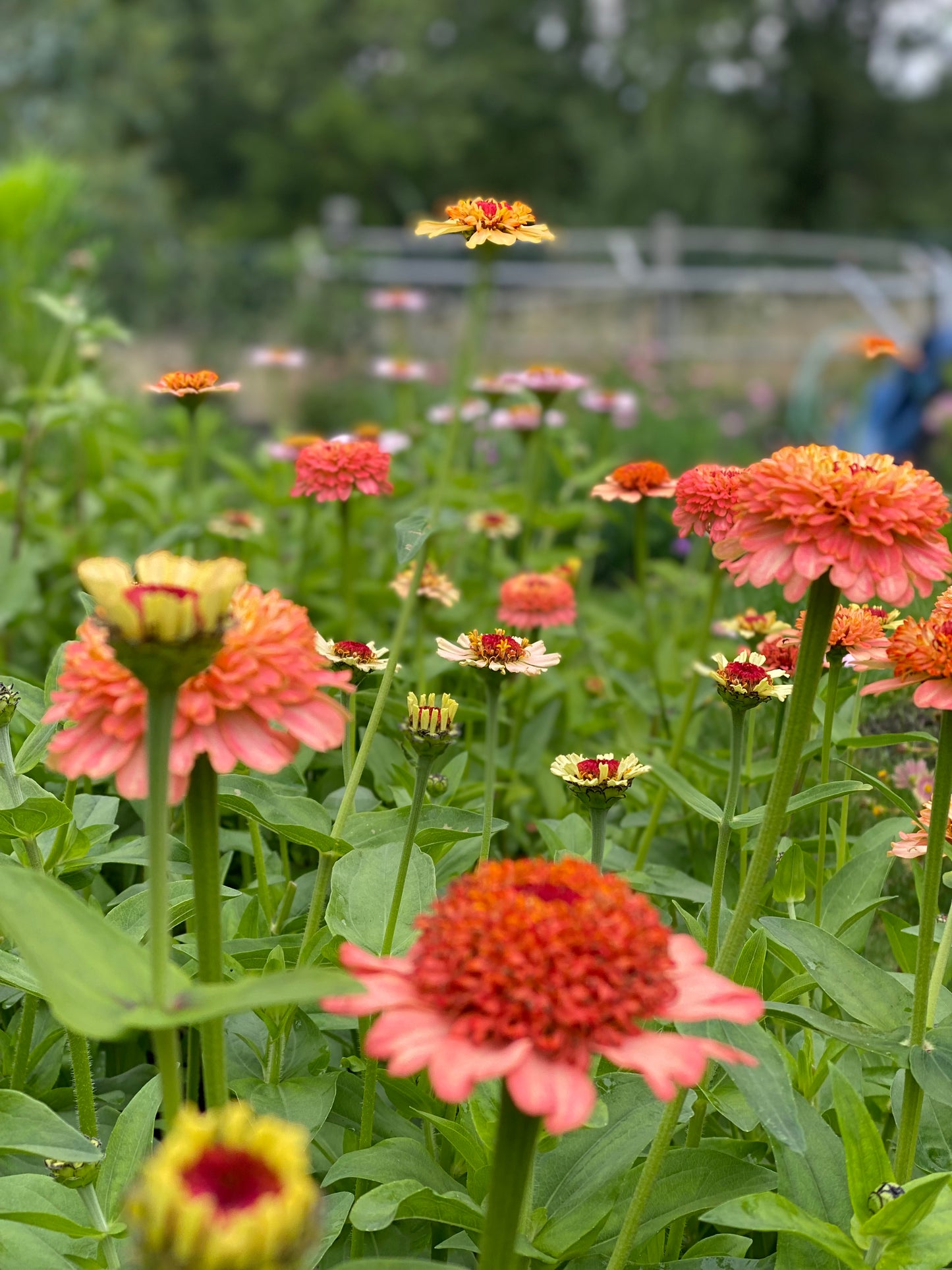 Zinnia Zinderella Peach